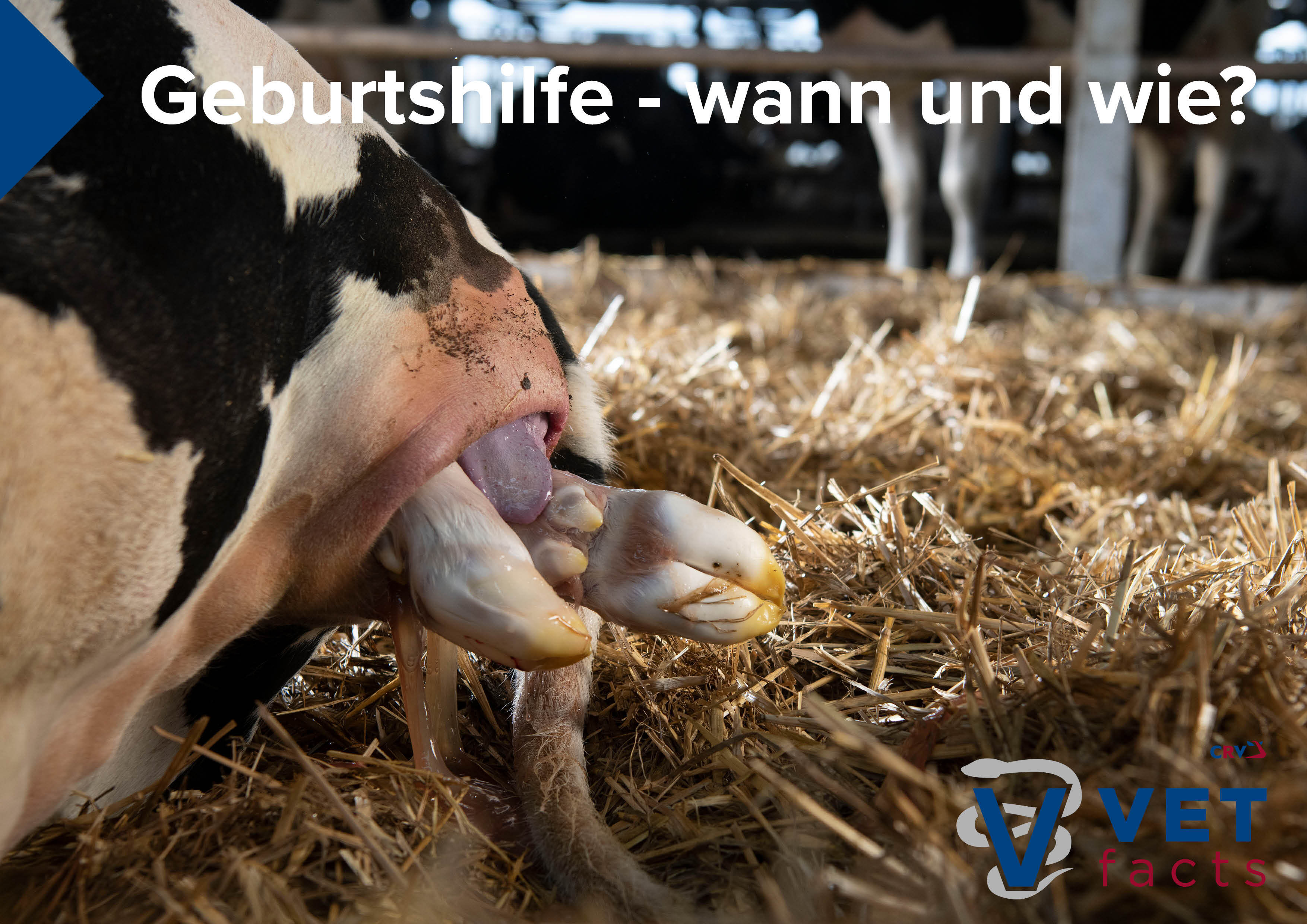 Vet facts - Geburtshilfe