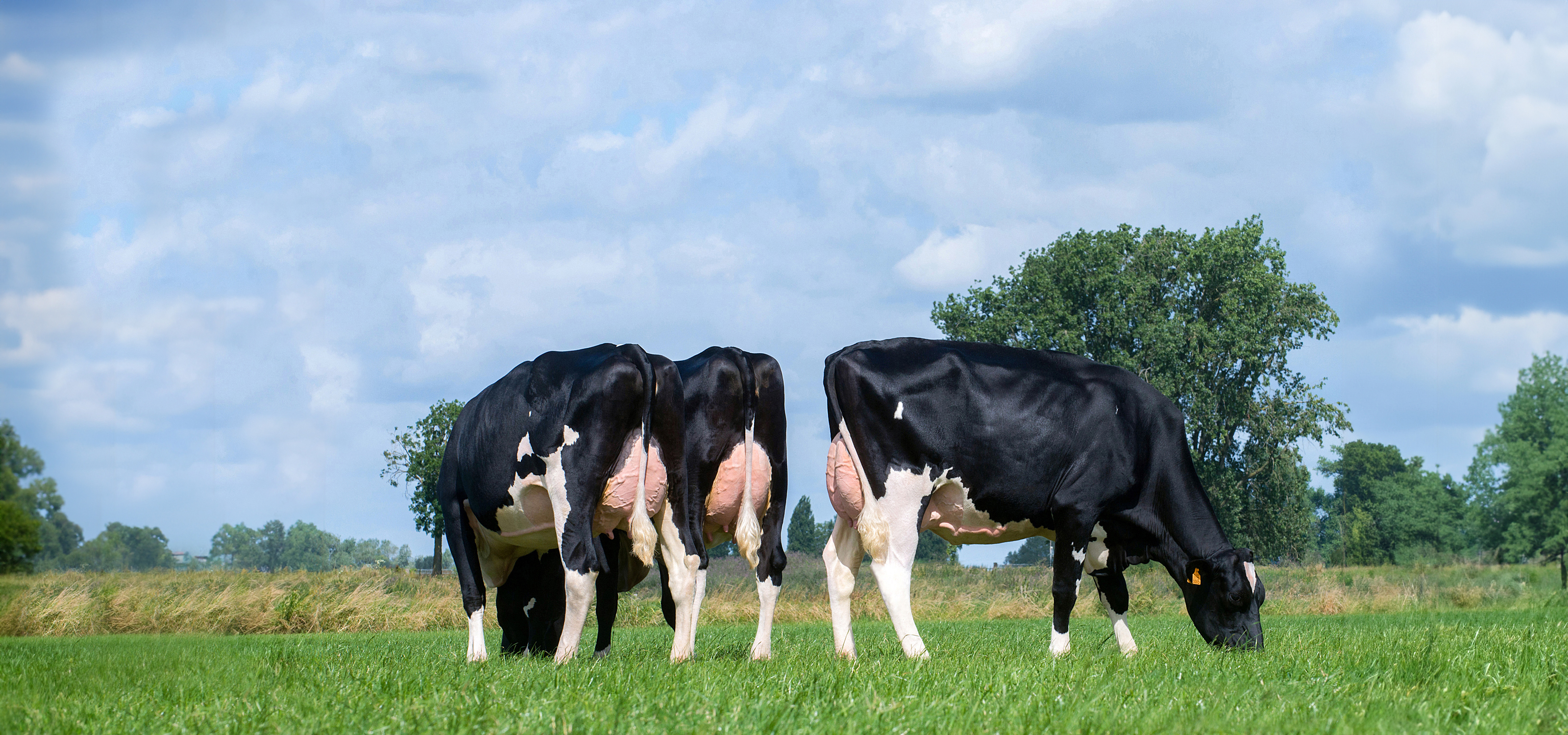 <p>Erfelijke gebreken</p>