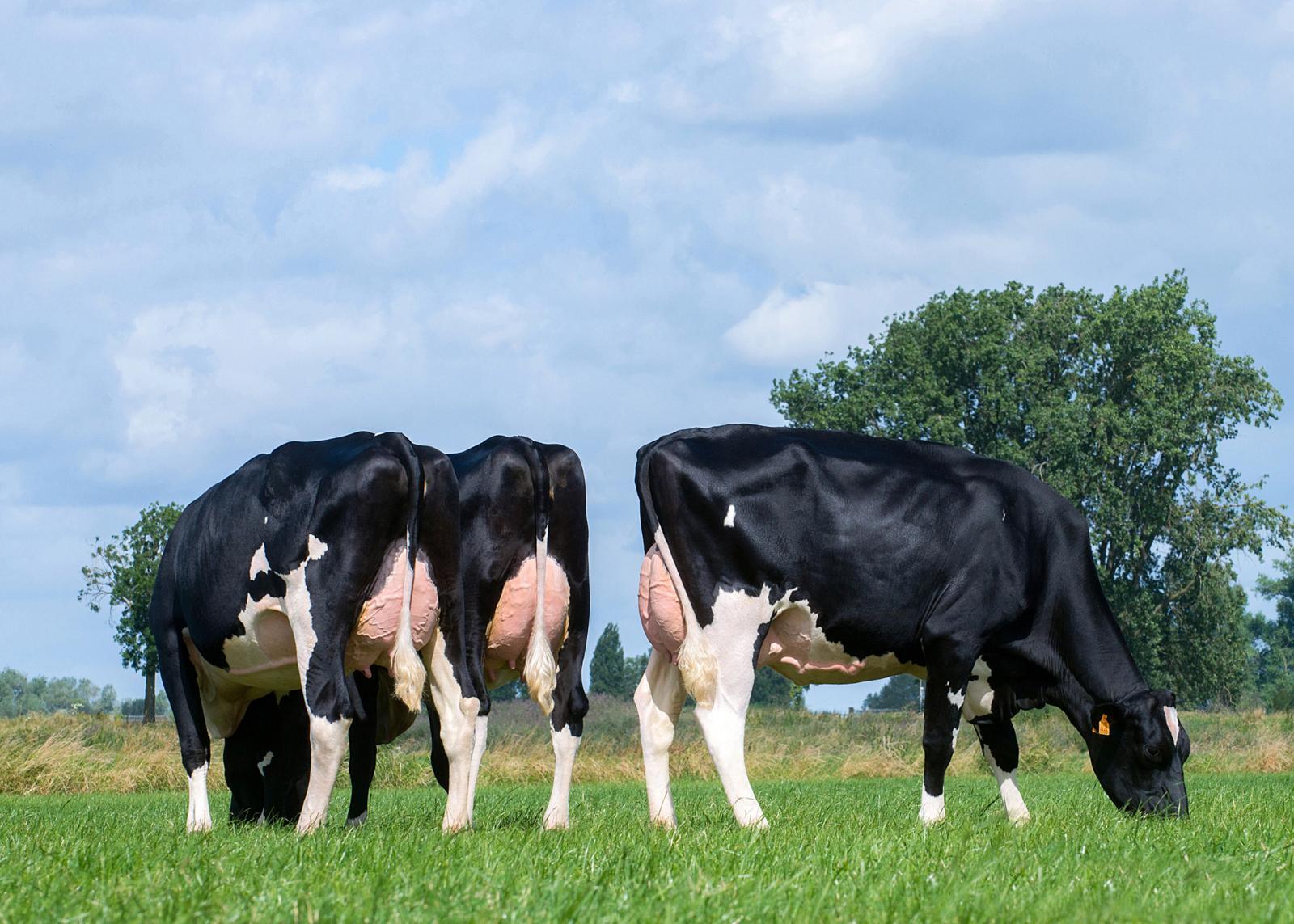 CRV-stieren bewijzen dat het kan: fokken op efficiëntie én vruchtbaarheid