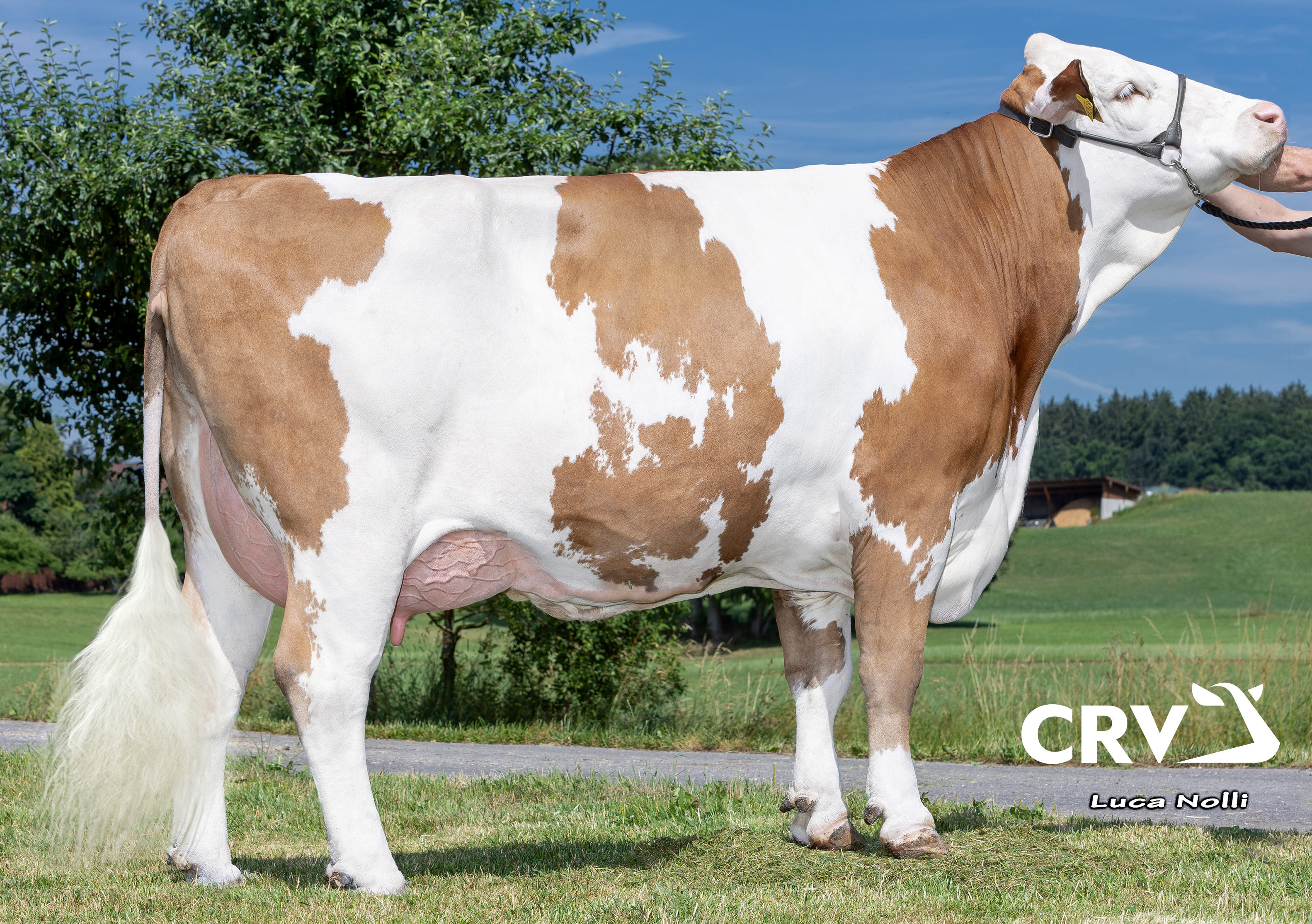 Florida, Mutter von Hotrock, 1. Laktation