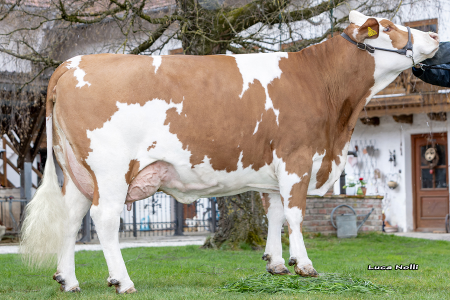 31-03-2026 DE0958401033 Bernauer MERIOL Gulia 1 kalb ©