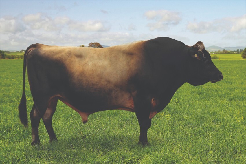 NZ’s top-ranking bull demonstrates the value of genomics to our dairy industry