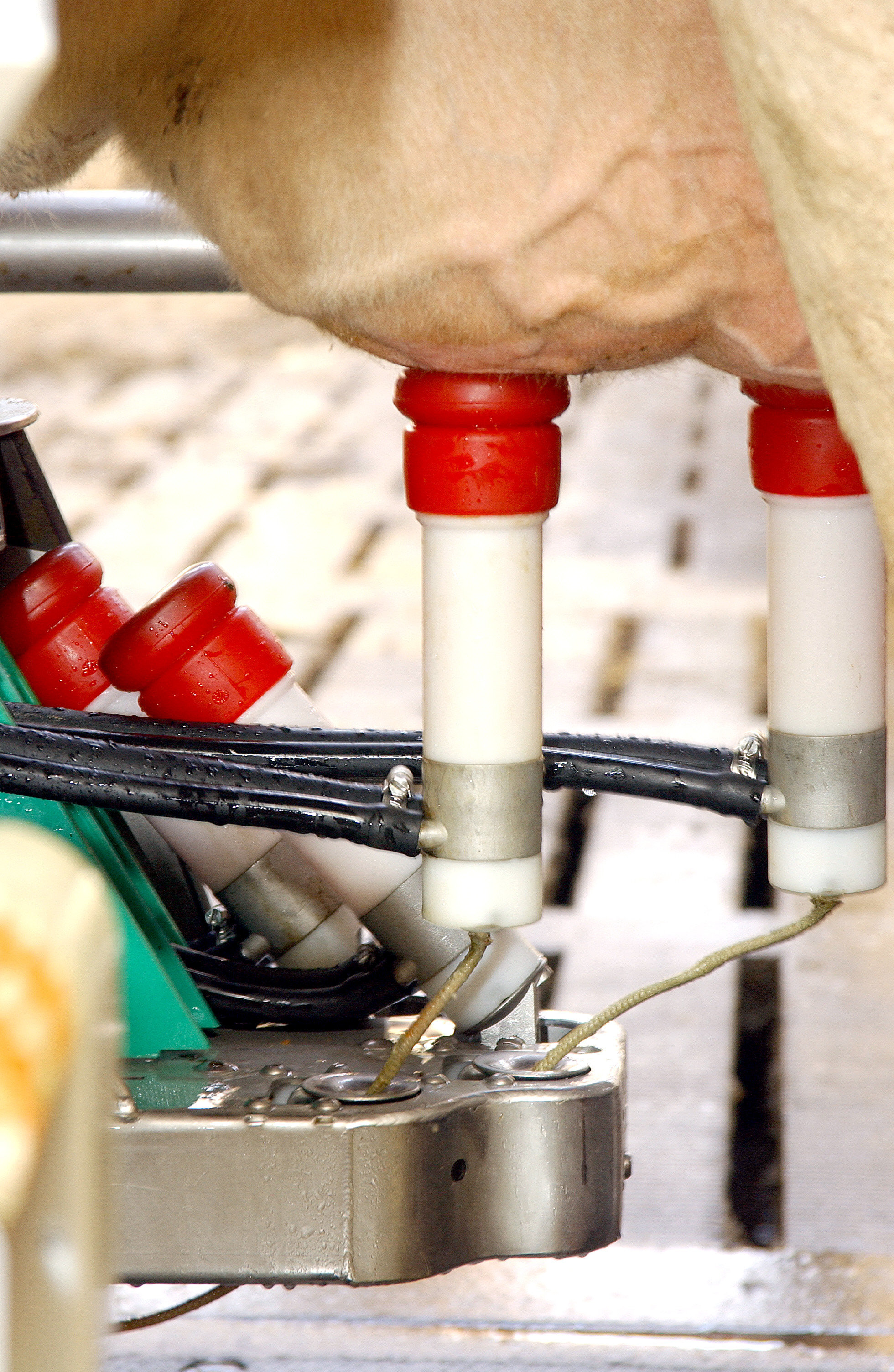 More return with the  milking robot index