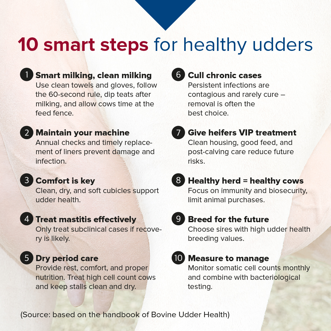 10 smart steps for healthy udders