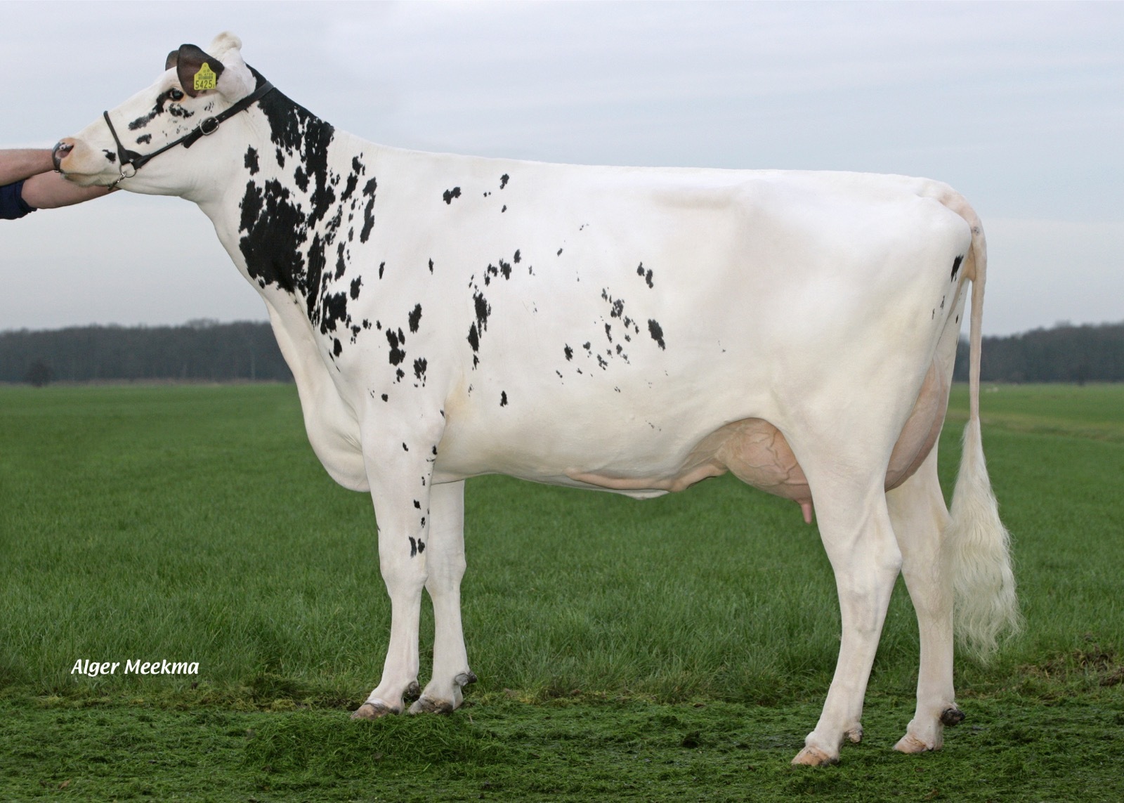 Delta Jacoline (AB 87), veel benutte stiermoeder in de moederlijn van Nobrainer