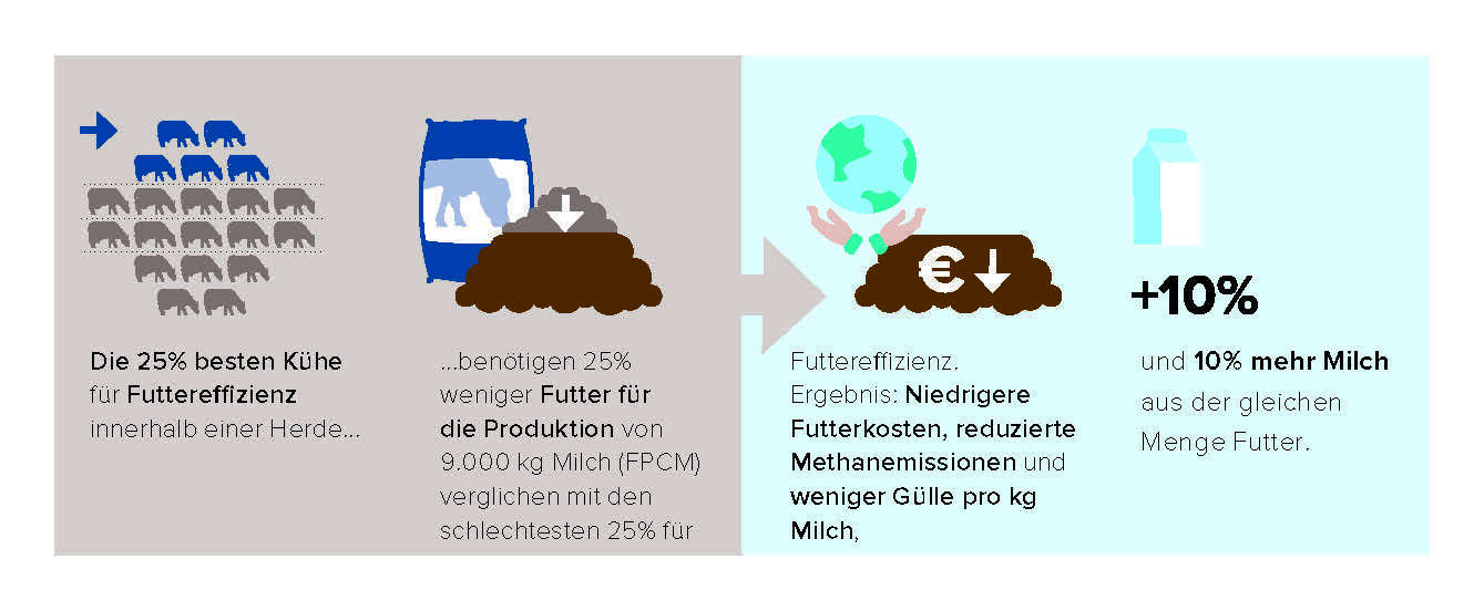 Futtereffizienz