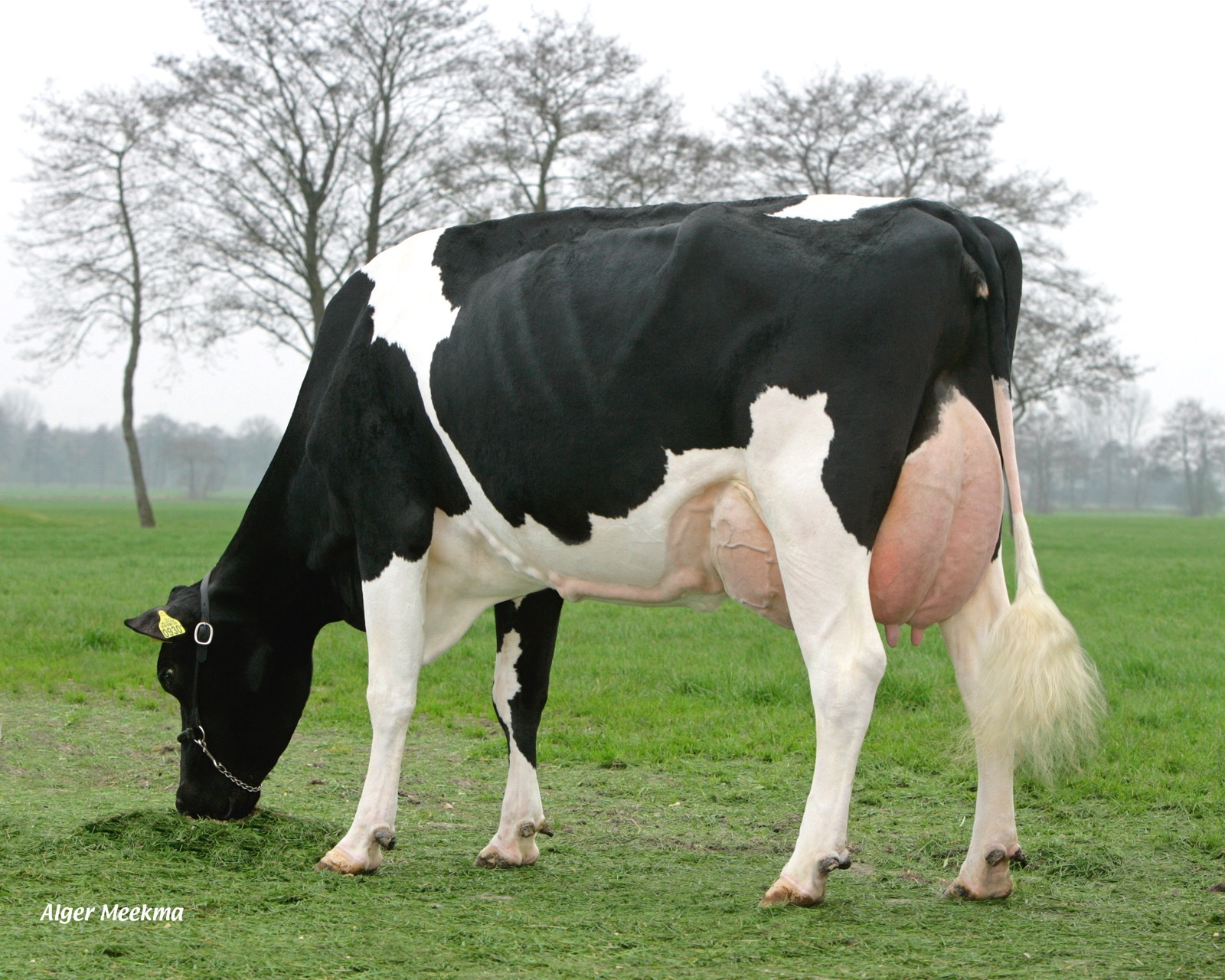 Stammoeder Pietje 52 rf (AB 87) produceerde 57.068 liter melk met 4,68% vet en 3,68% eiwit