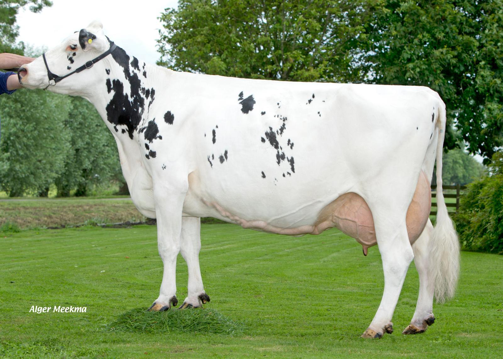 Veneriete Sylke (AB 86, v. O Man) gaf meer dan 10.000 kg vet en eiwit