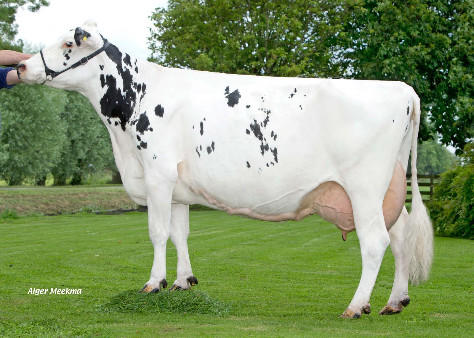 Stammoeder en tientonnner Veneriete Sylke (AB 86)