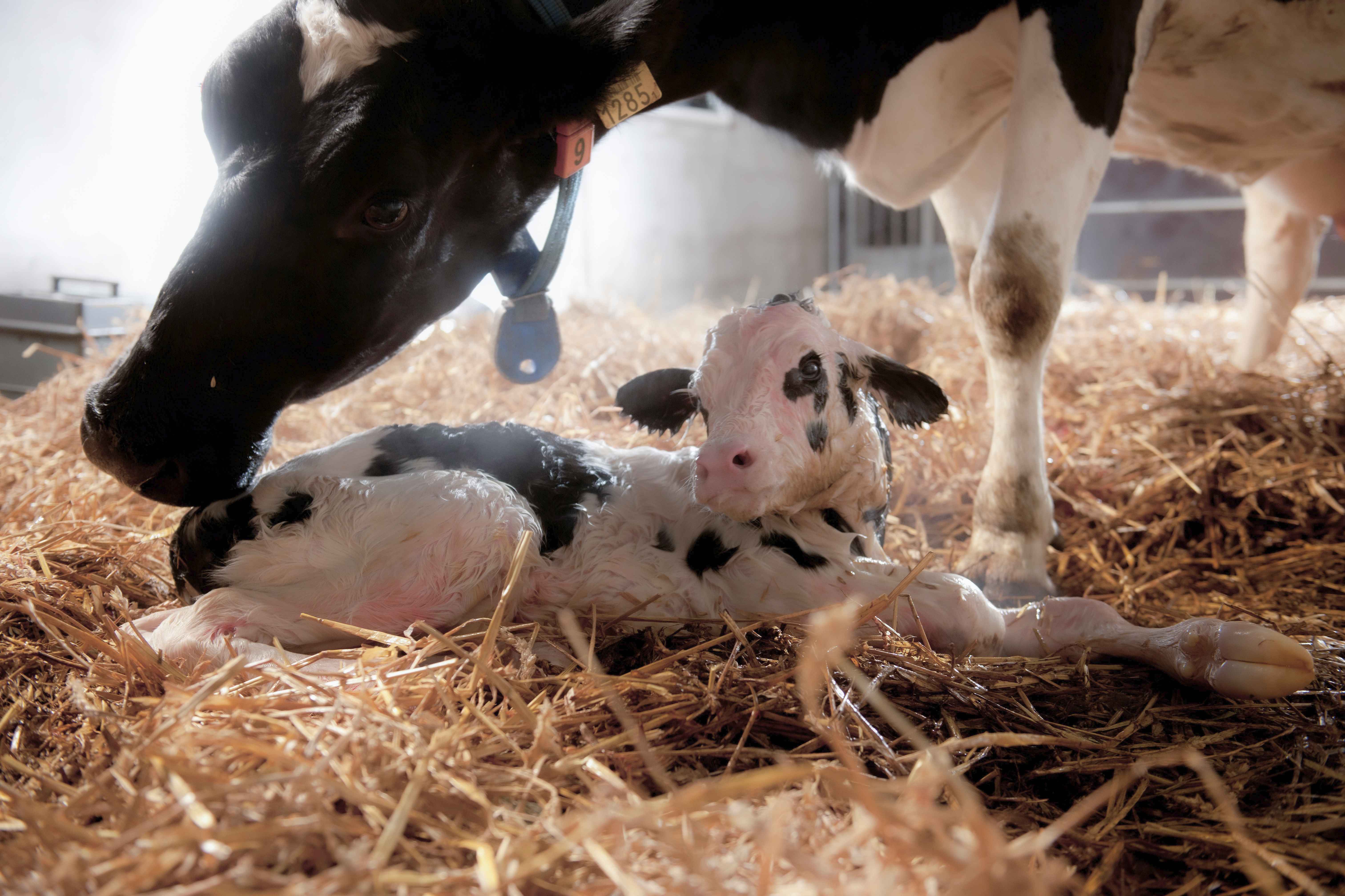 In twenty years, 6 percent more  live-born calves from heifers