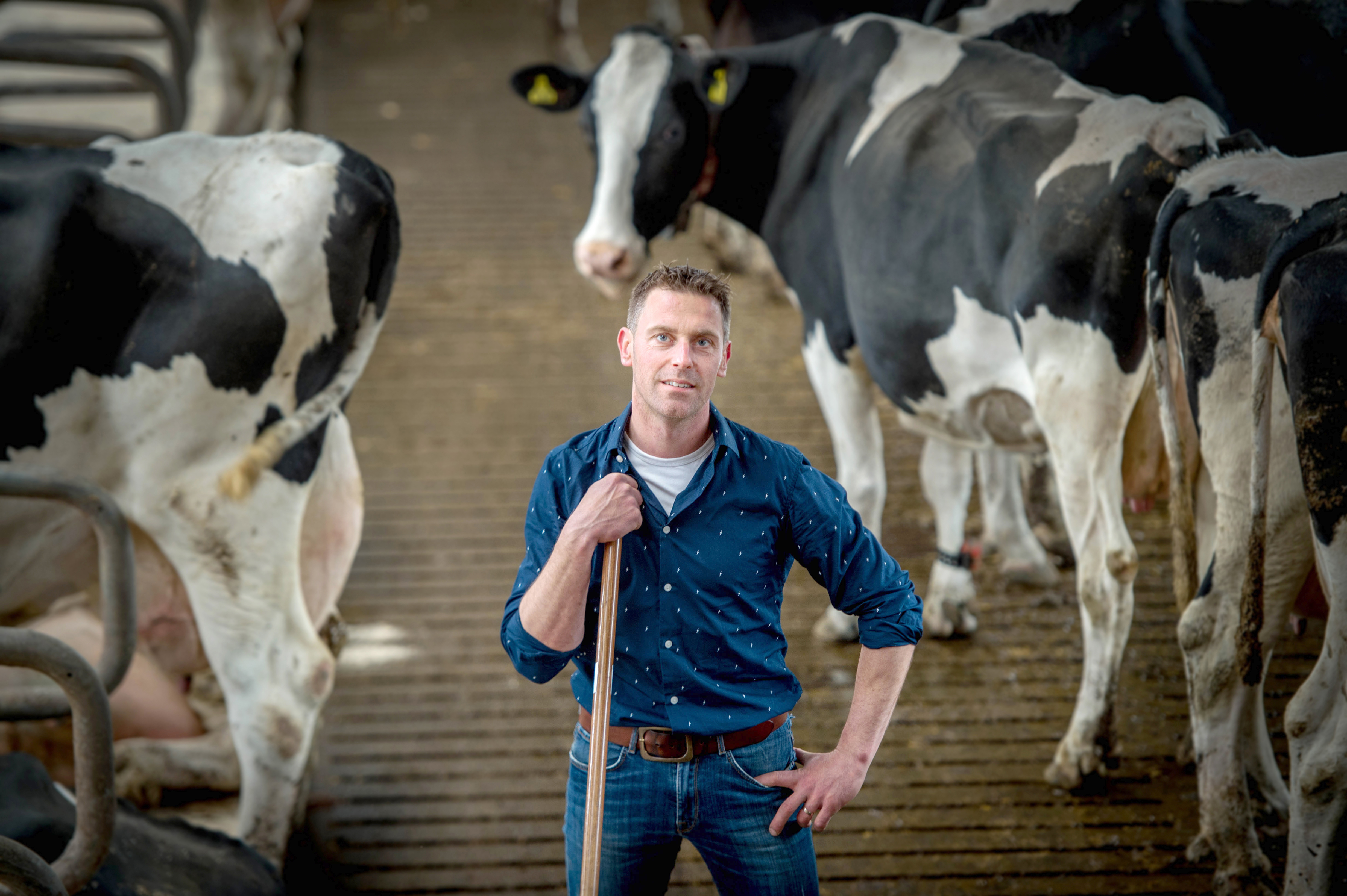 Hans van Middelaar tussen zijn koeien