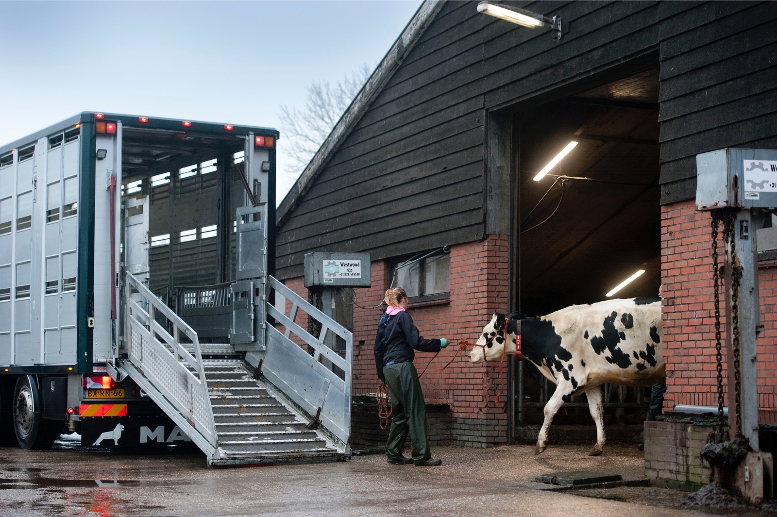 CRV volgt uitbraken lumpy skin disease op de voet