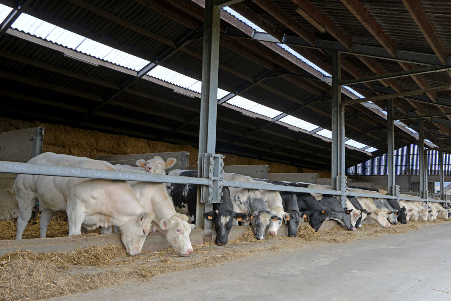 Jongerenavond Young CRV: karkaskwaliteit