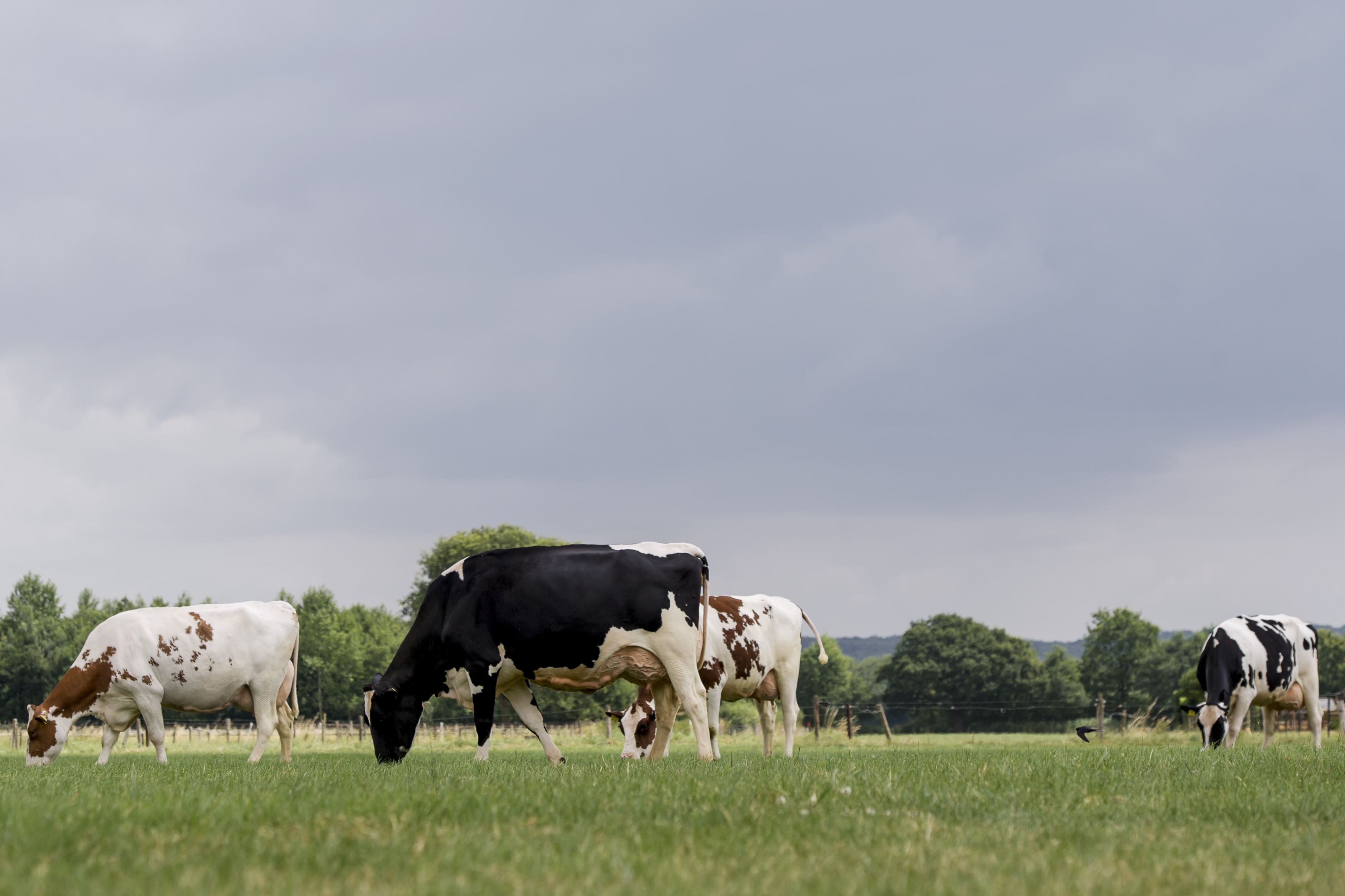 De koeien vreten veel gras met op de voorgrond Horst Liza 200 (Ex 91, Dani x Ajax, foto uit 2018).