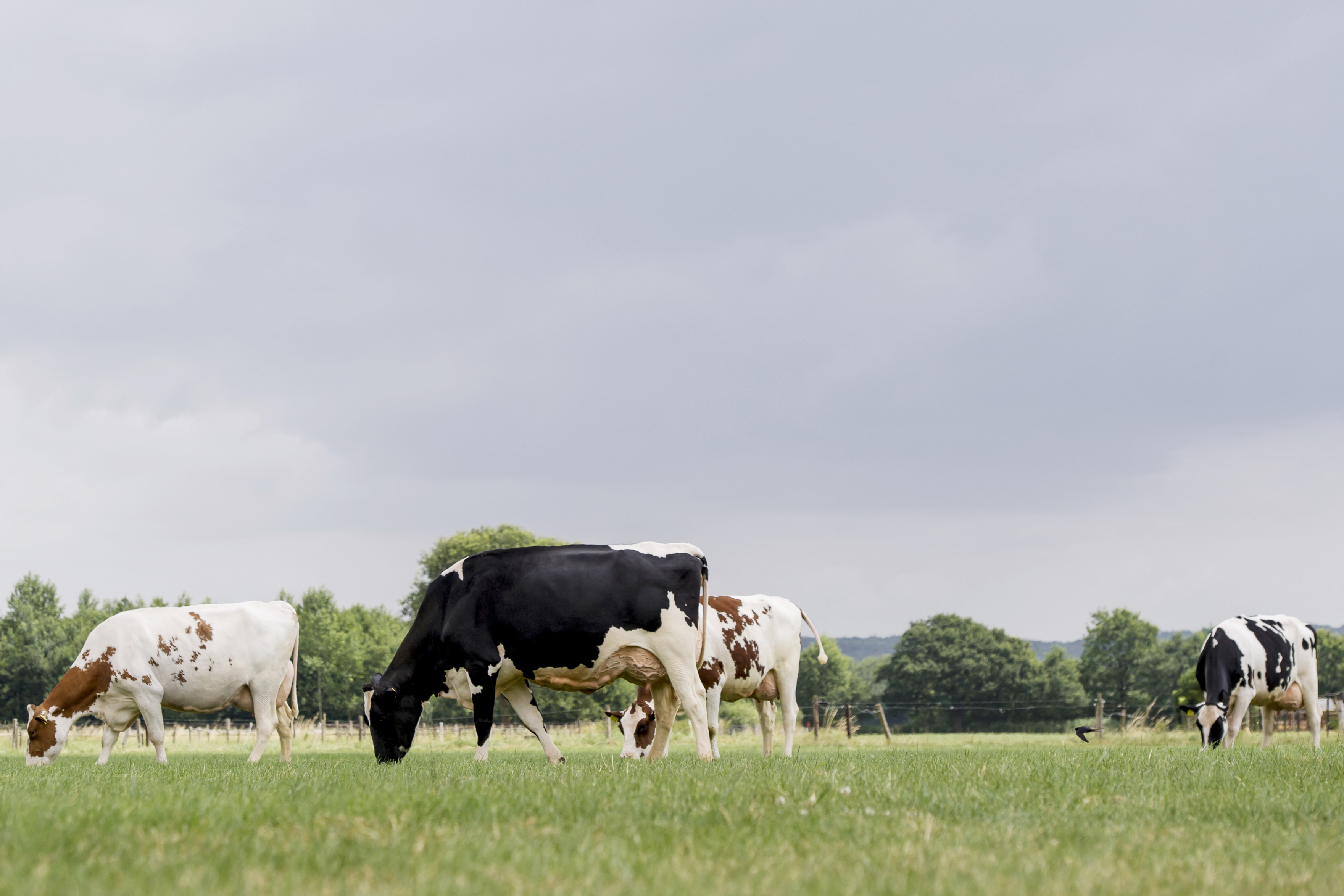 Het Elite-bedrijf van de familie Nillesen is een uithangbord voor de sector