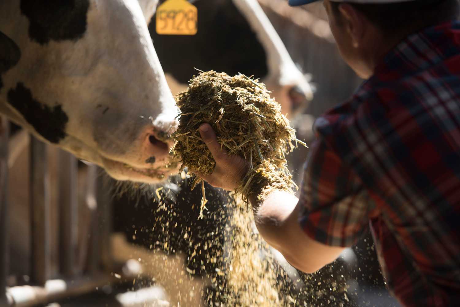 CRV strengthens Feed Efficiency research: focus on sustainability and genetics