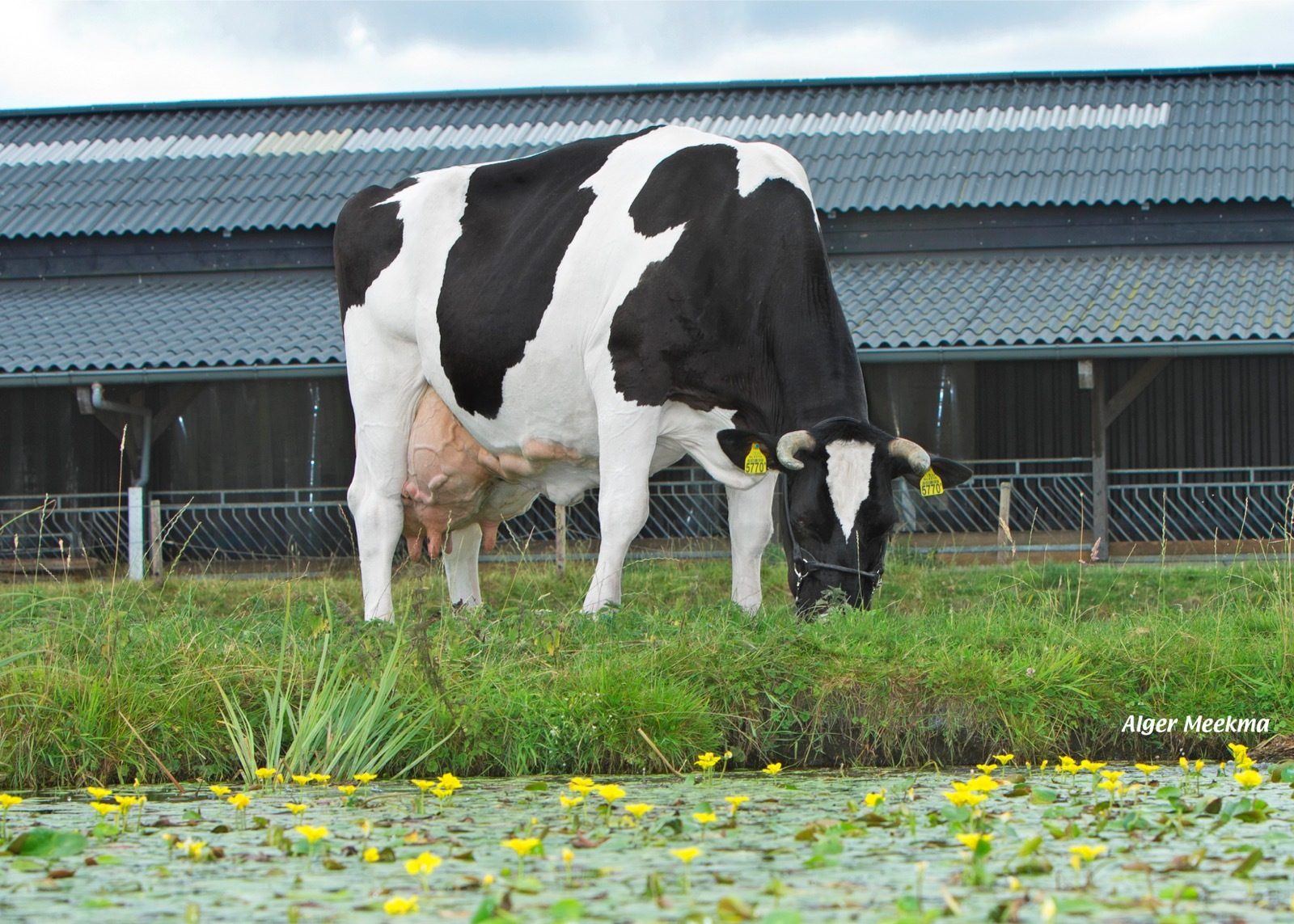 Holwerda Janke 533 (v. Noordlander 57), moeder van Holwerda Cult als tiendekalfs koe.