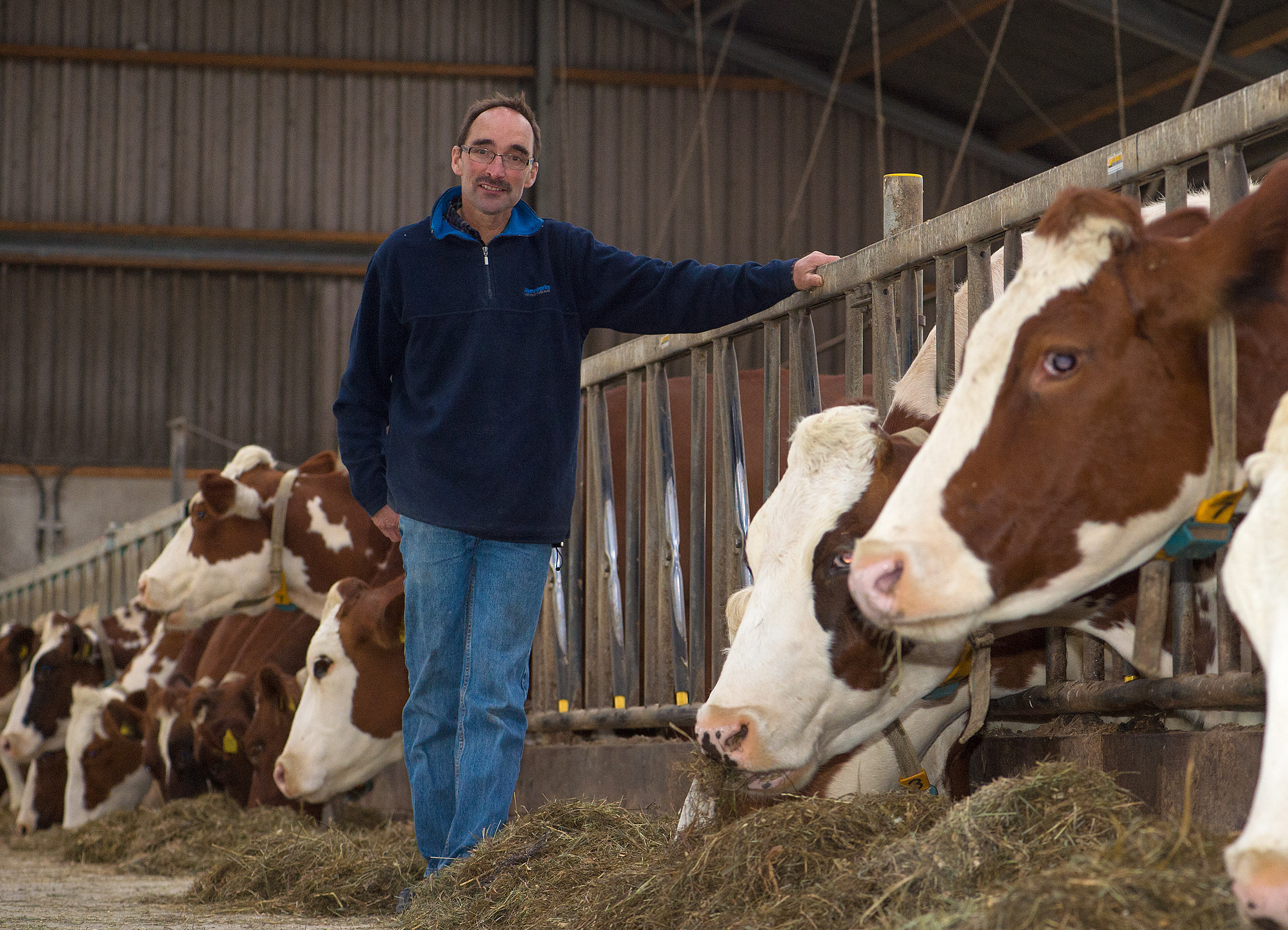 Veehouder Henk van Versendaal met kruising MRIJ X RHF koeien