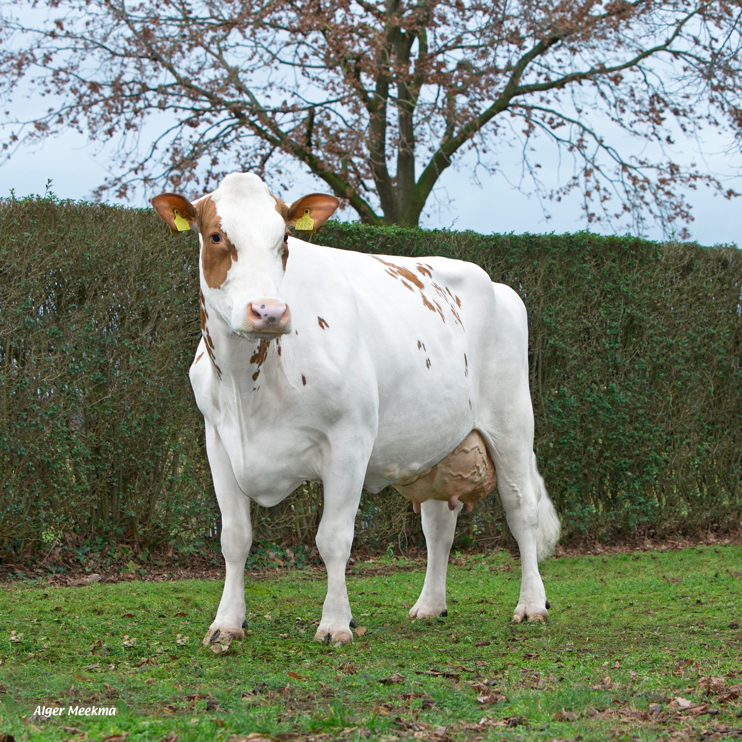 Doortje 65, moeder van Wim en mrij-koe van 2018. Eig.: vof. Van den Bosch, Gassel.