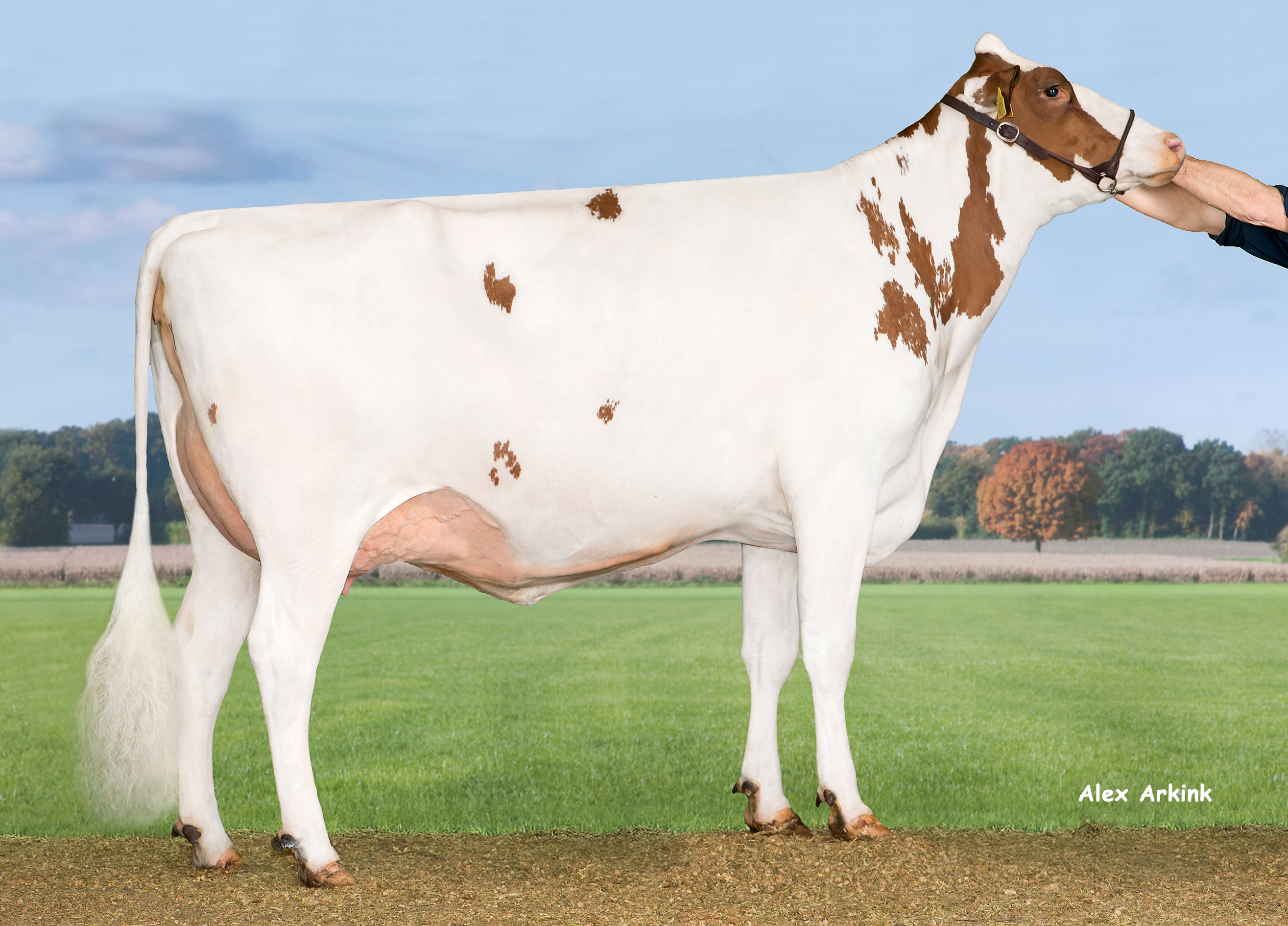 Delta Abby VG86