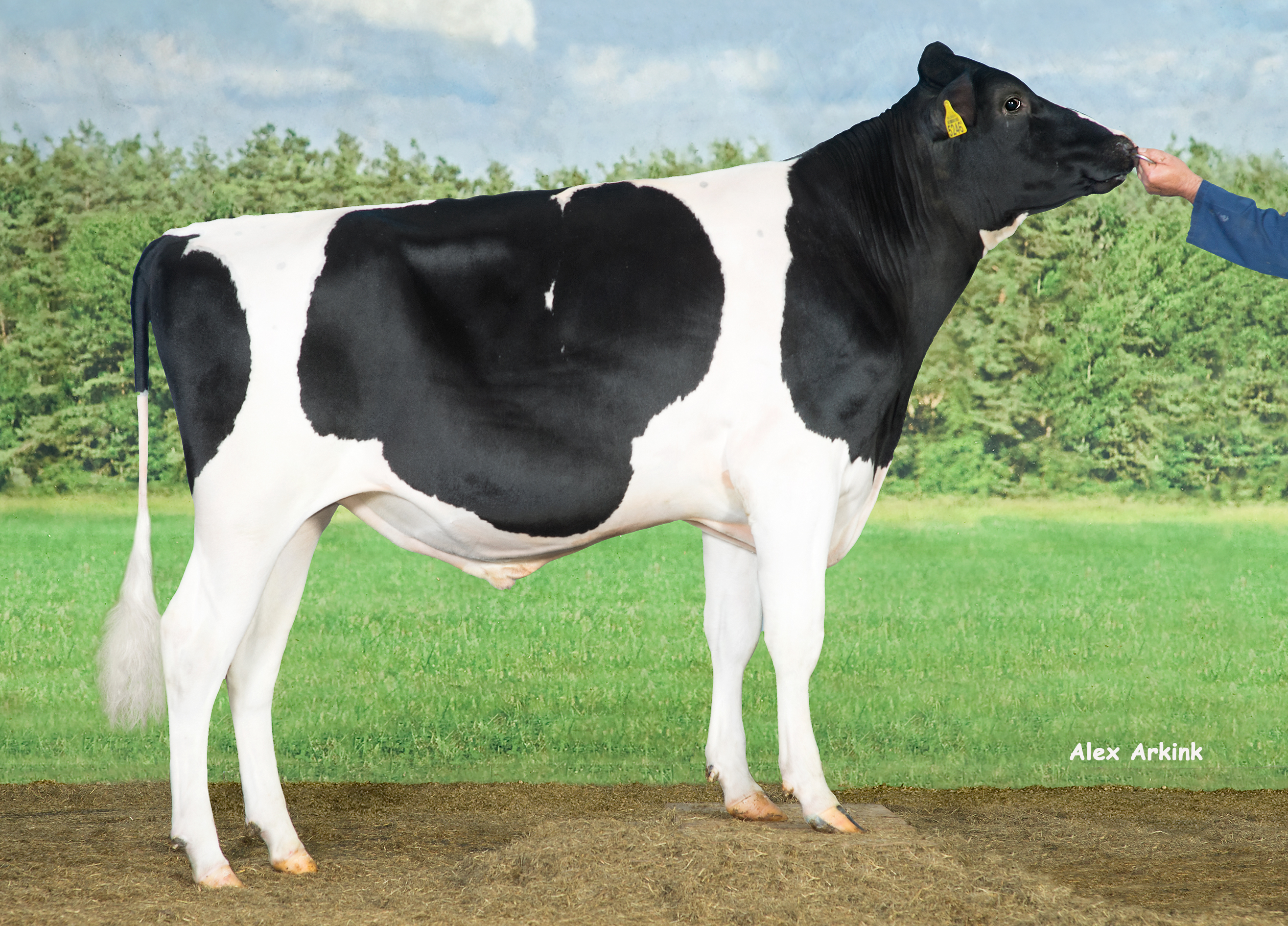 Abundant RF P - Holsteinbulle des Monats Januar