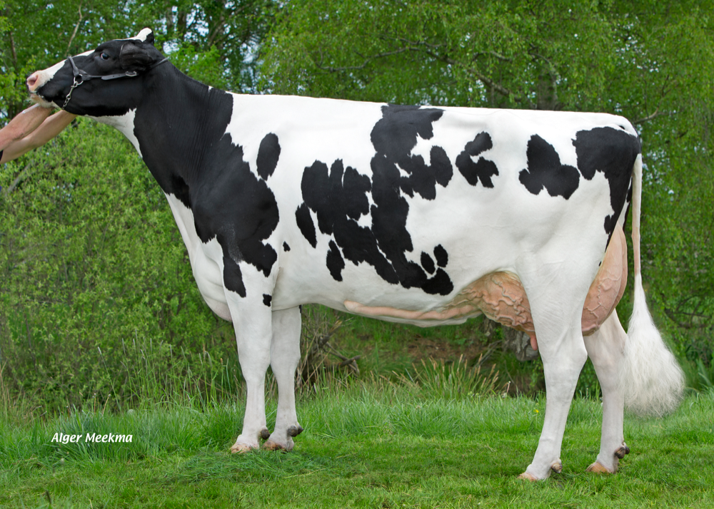 Delta Ralon (Ex 91), grootmoeder van de stalfavoriet uit de familie van Etazon Renate