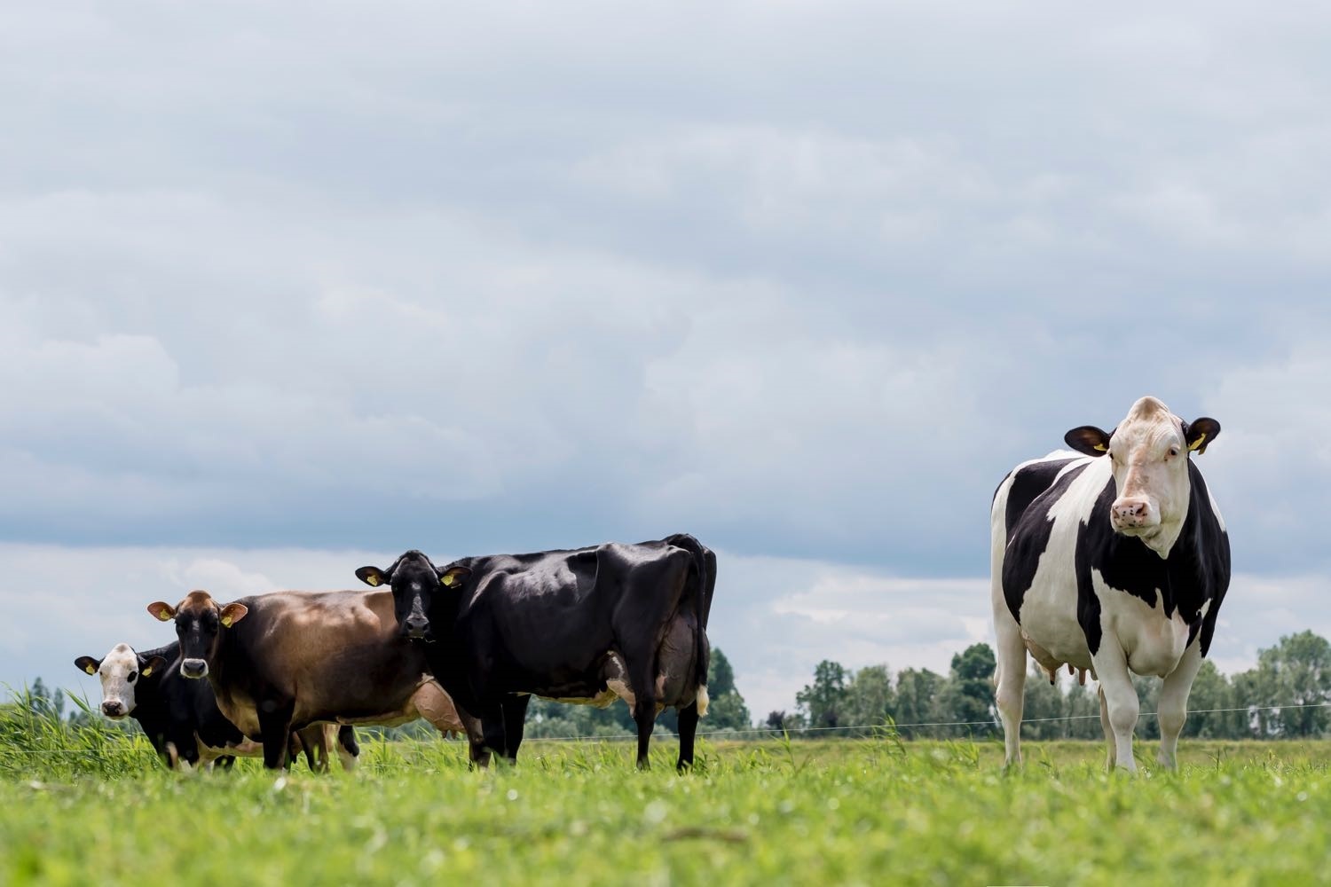 Kruislingdieren op melkveebedrijf mts C. en B. van Dortmont-Paes te Hank