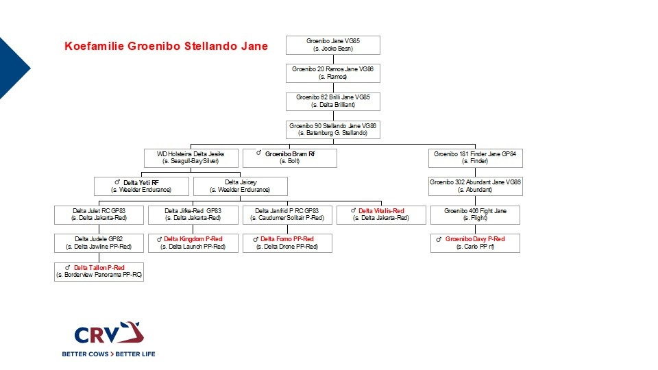 stamboom Stellando Jane