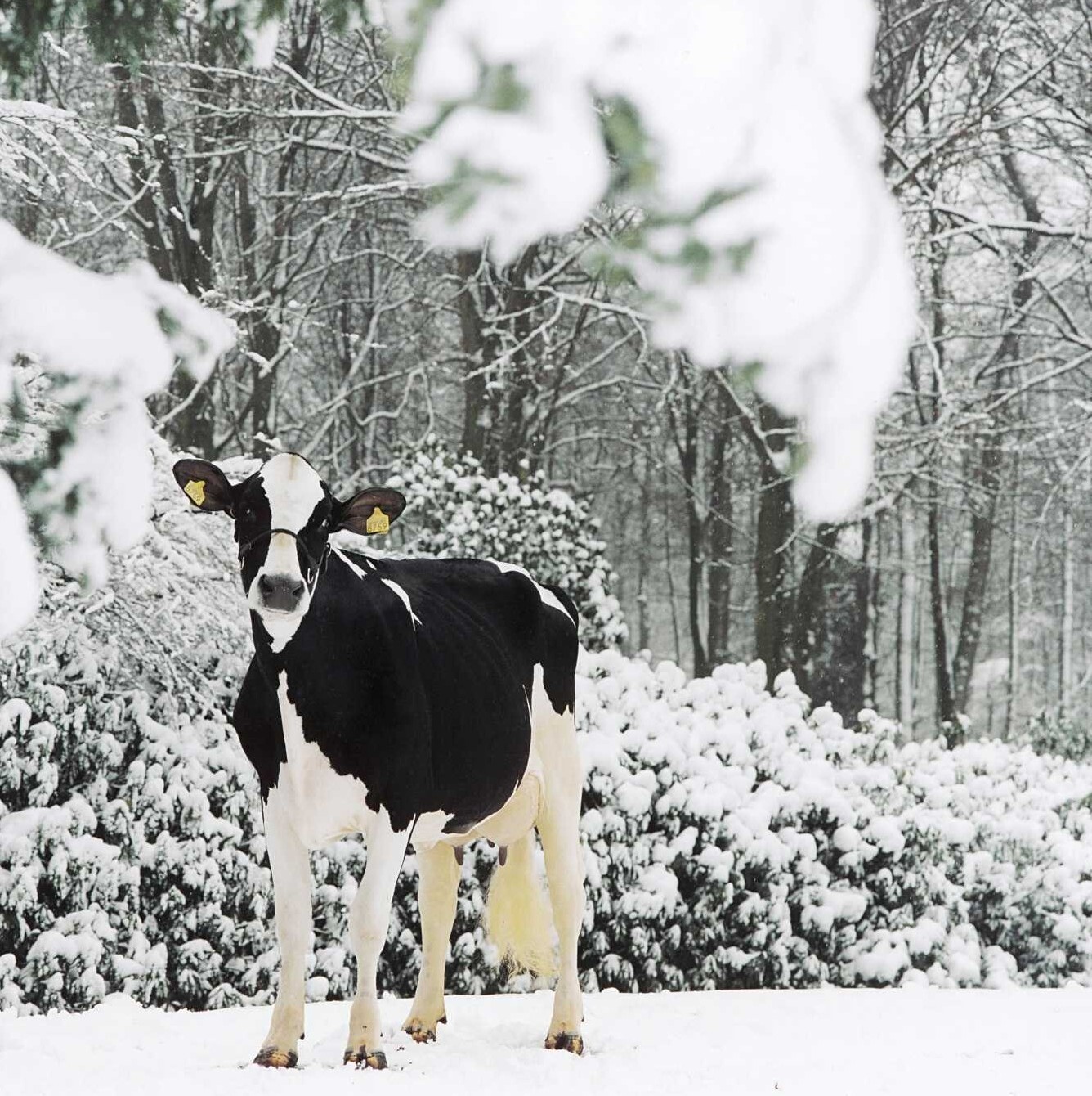 Los toros de CRV demuestran que la producción eficiente y sin problemas van de la mano