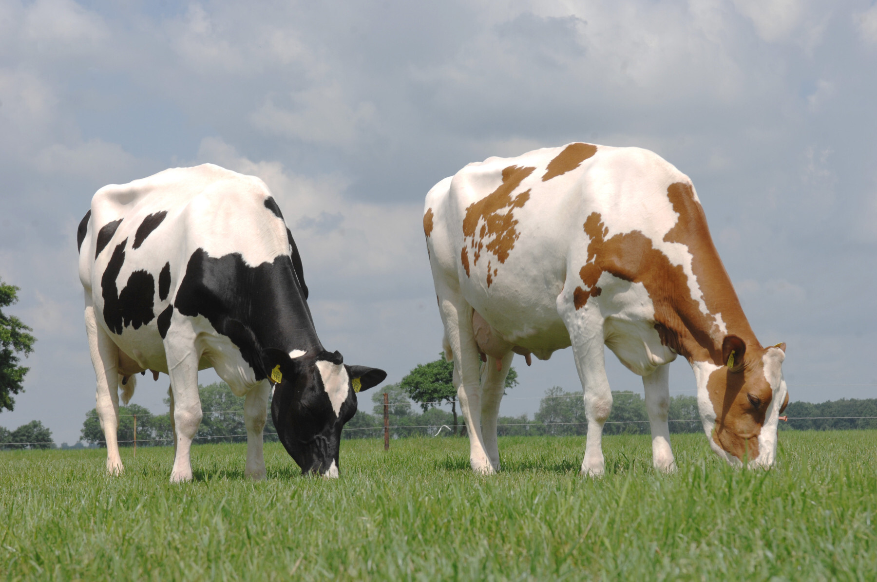 Weltweit stark: Die Holstein-Zuchtprogramme von CRV