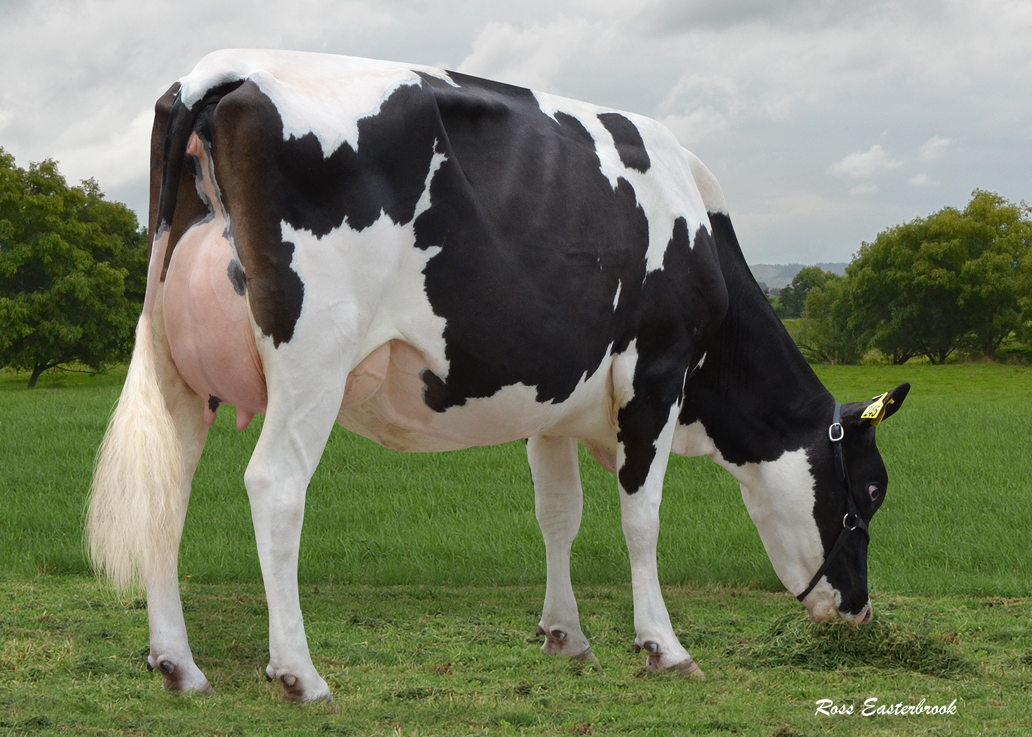 Friesian NZ