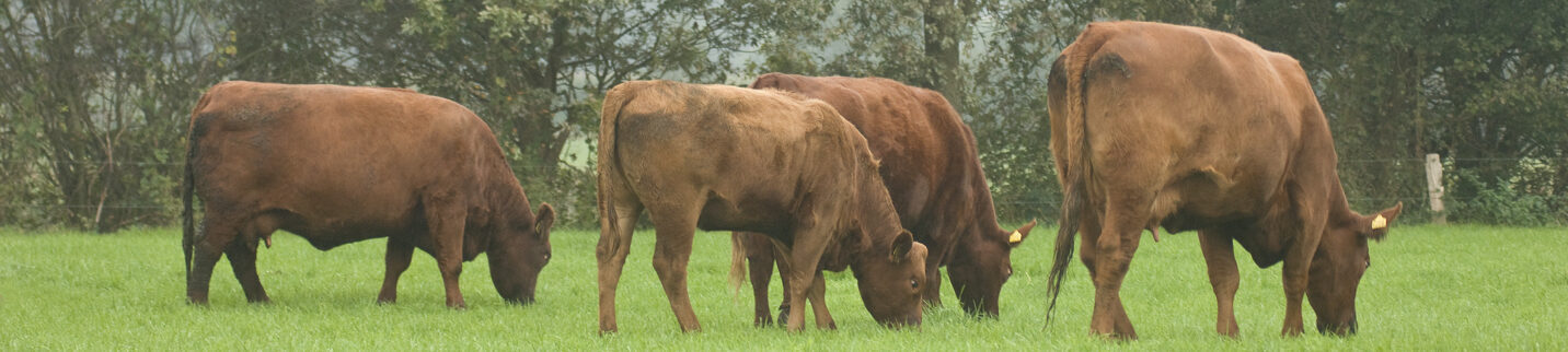 Aberdeen angus