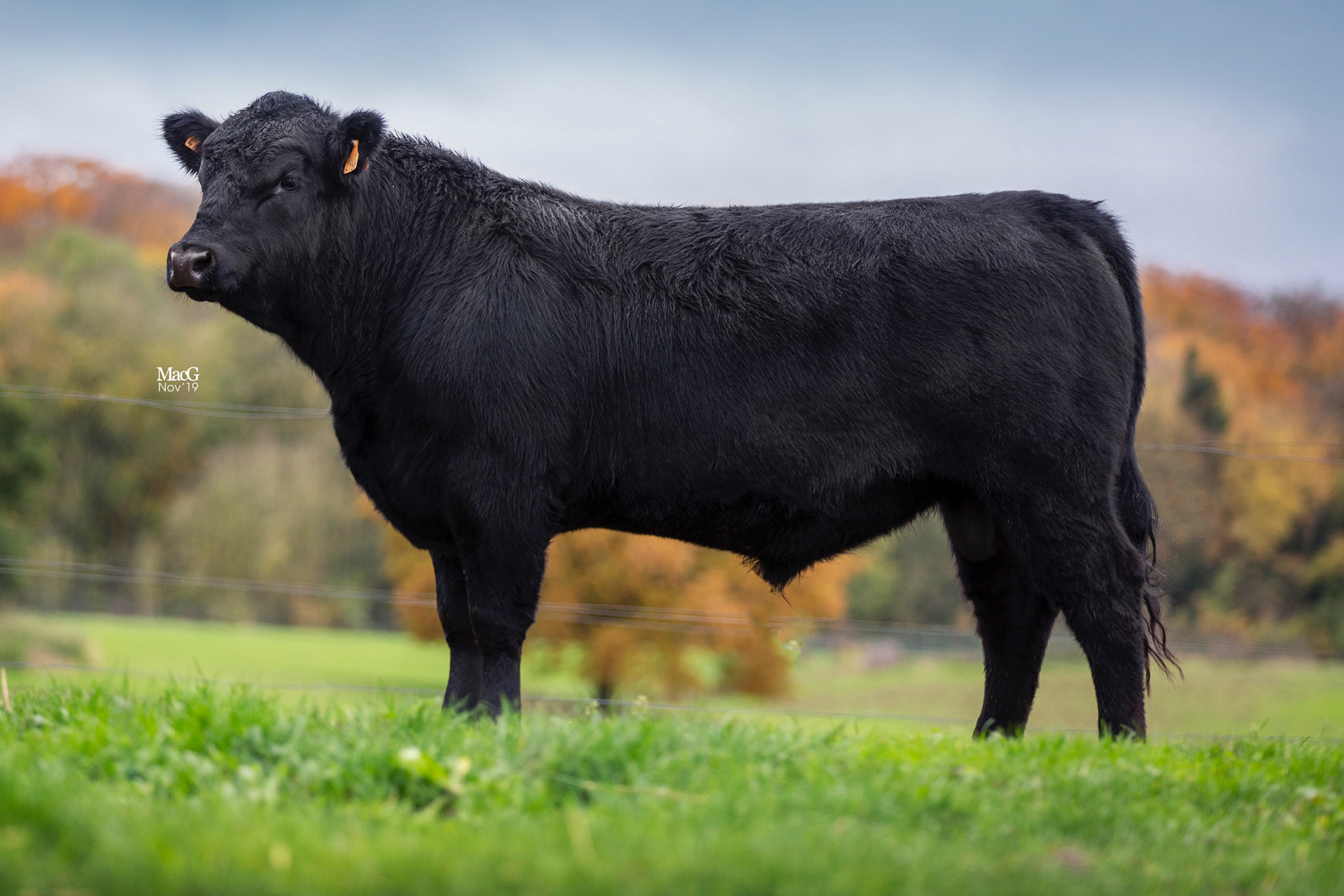 Aberdeen Angus