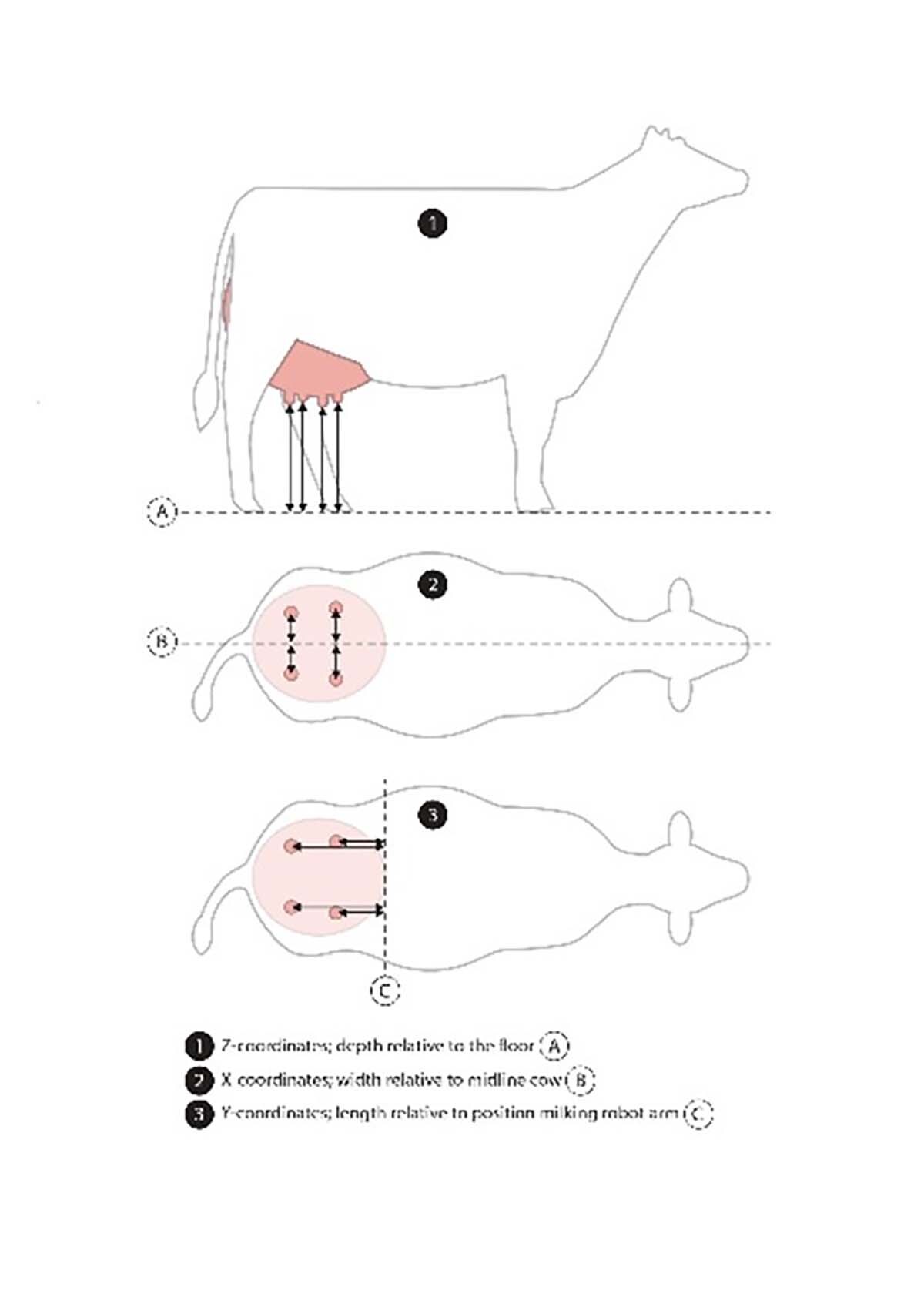 Teat coordinates in breeding values