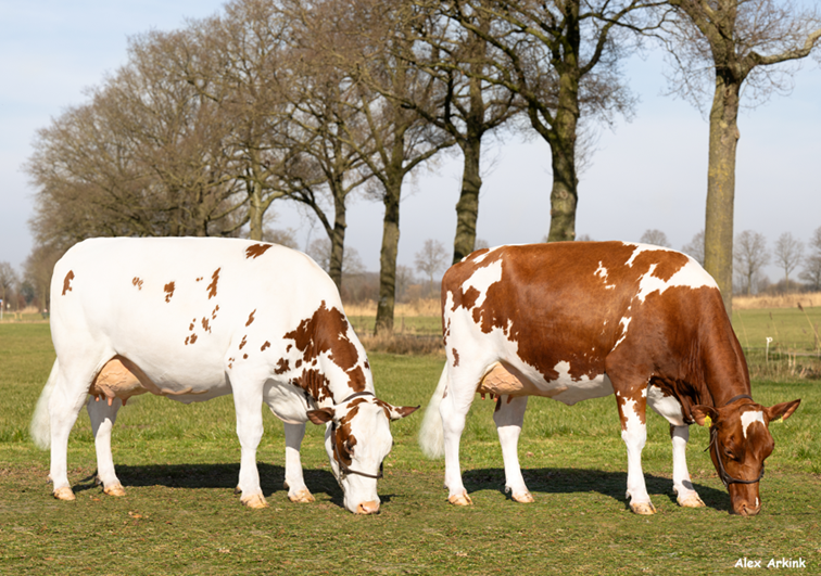 Jolanda 428 (Mirakel P x Dirk), voorspelde 305 dagenproductie: 7.309 kg melk, 5,07% vet, 3,95% eiwit, lw 107, en Jolanda 432 (Mirakel P x Stentor PP), voorspelde 305 dagenproductie: 7.826 kg melk, 4,76% vet, 3,57% eiwit, lw 105
