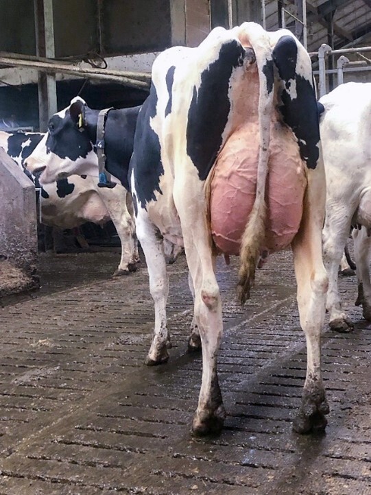 Uitlopende kopnummers in de bedrijfsinspectie bij CRV-testbedrijf Van Gastel