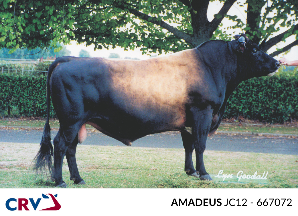 Amadeus