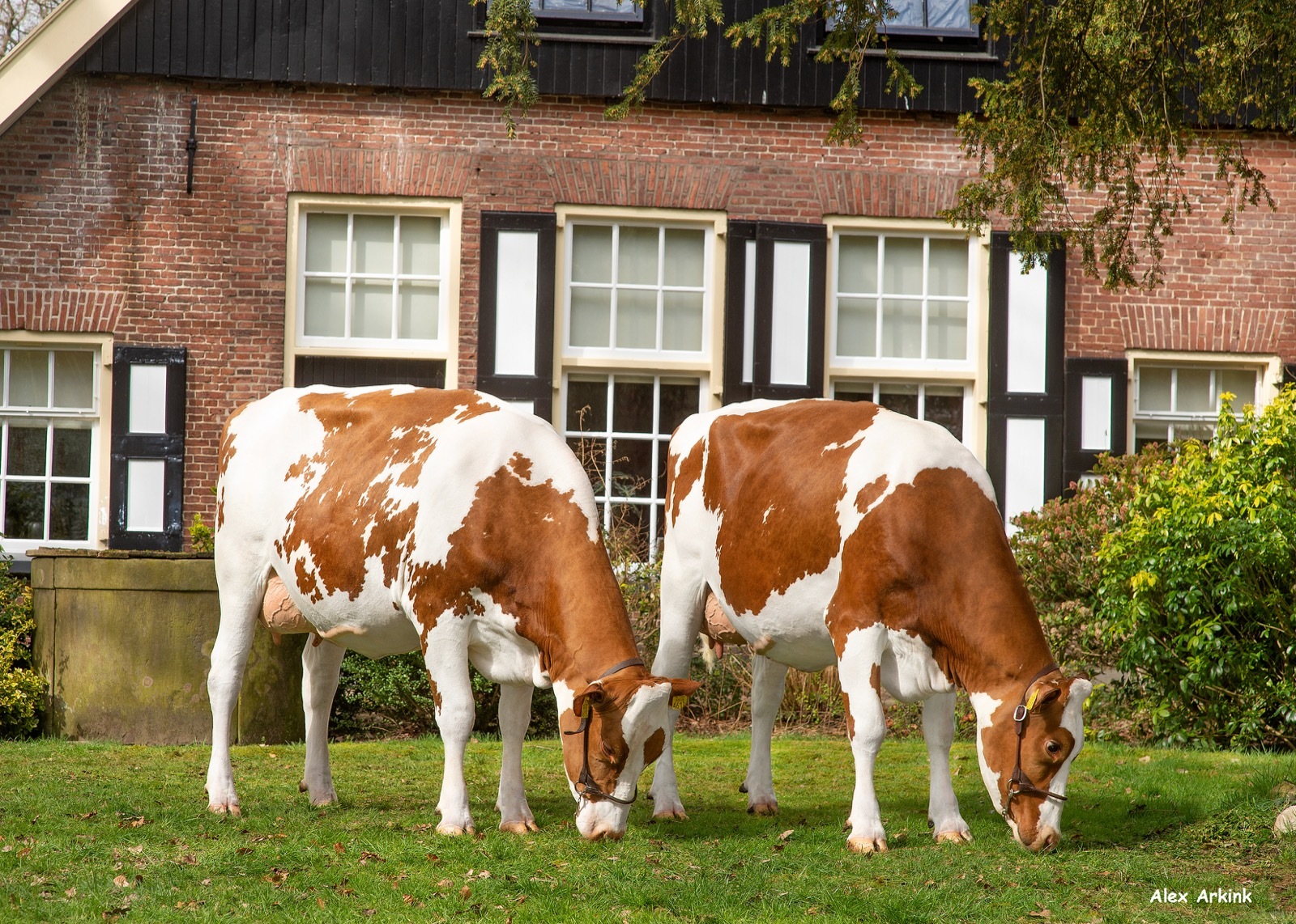 Populaire CRV-stieren maken verwachtingen meer dan waar