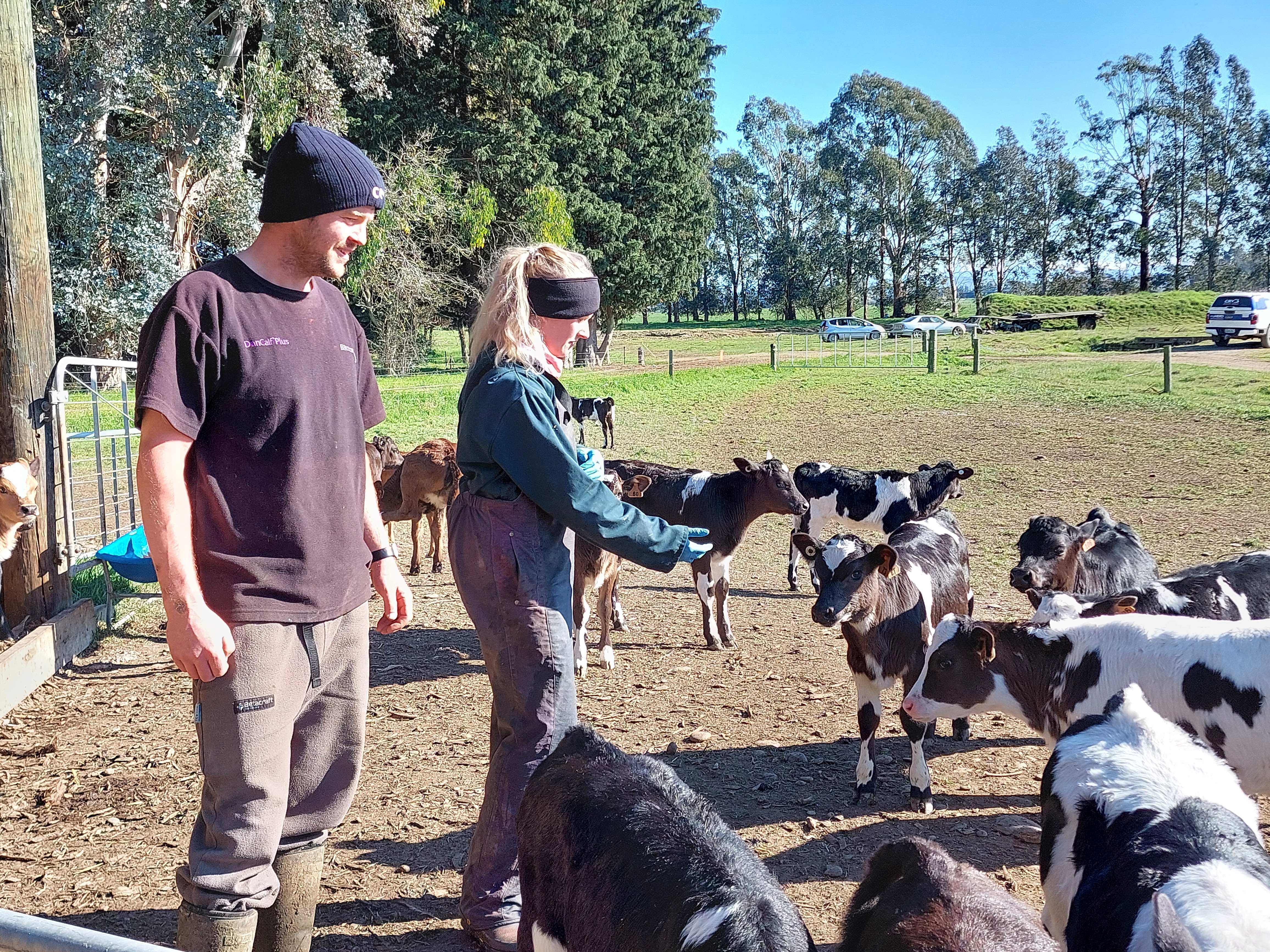 CRV making complex breeding decisions simple for Canterbury farmer