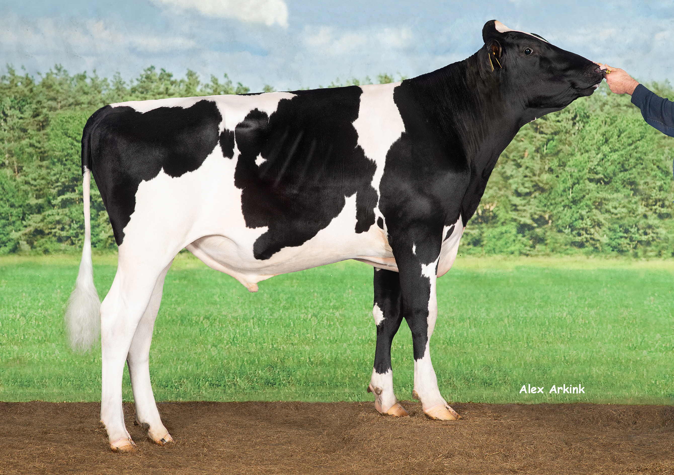 Artemis RF PP - Holsteinbulle des Monats Juni 2023