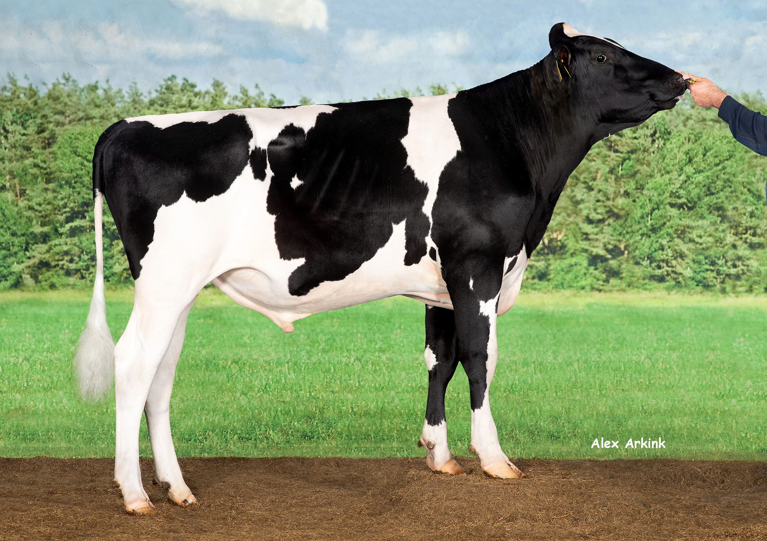 Holstein bull Artemis