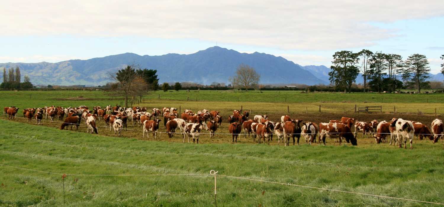 Local Ayrshire Bulls