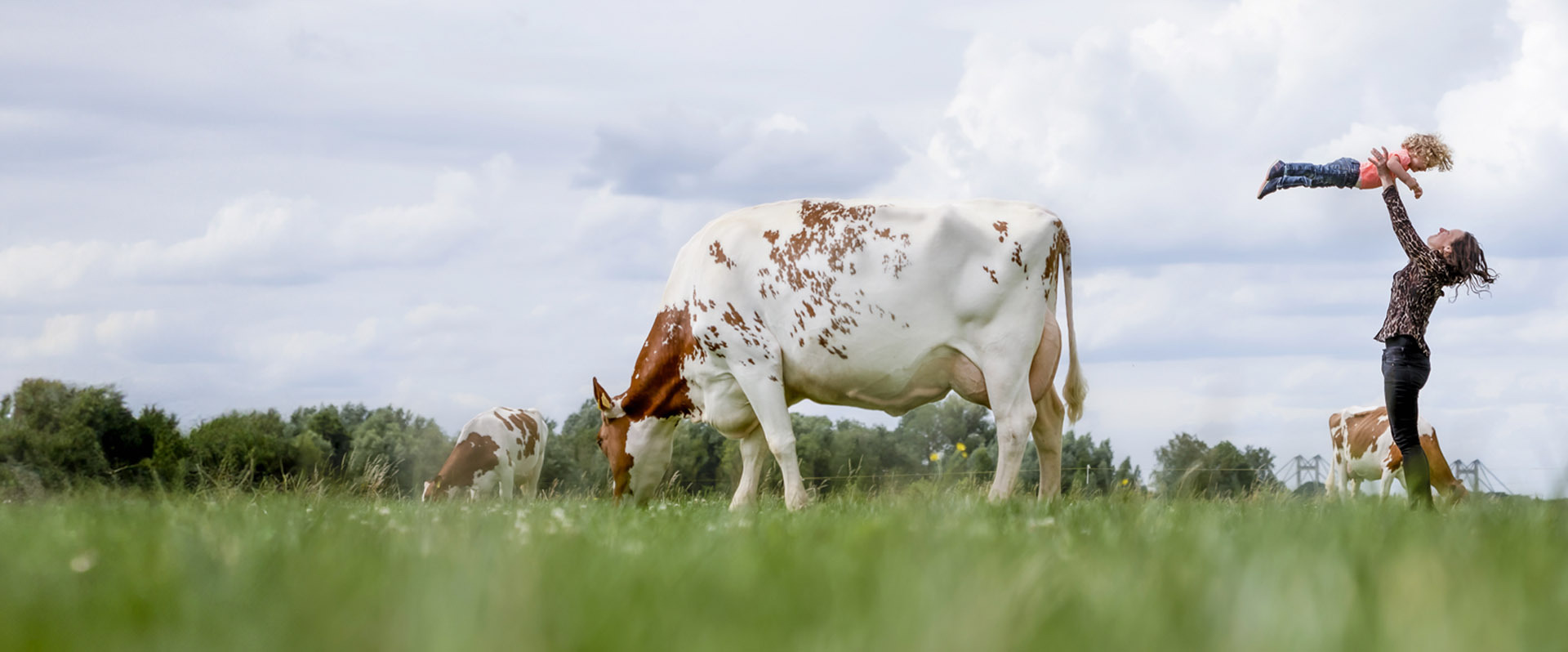 <p><strong>BETTER COWS</strong></p>