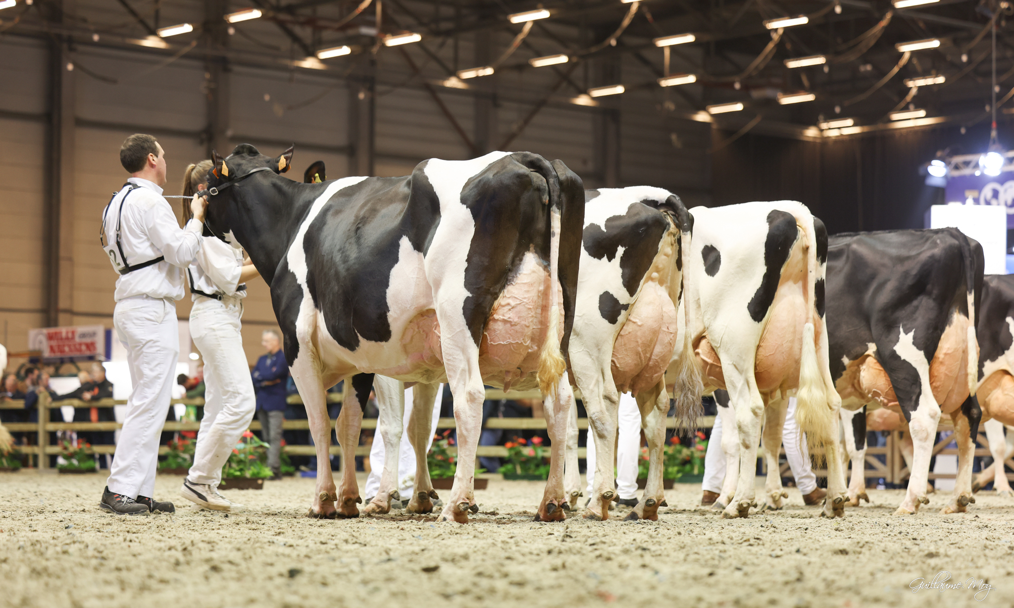 Agriflanders: melkveeprijskamp 16 januari 2025