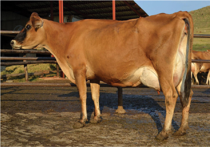 Zaaiberg Cajun Bernard