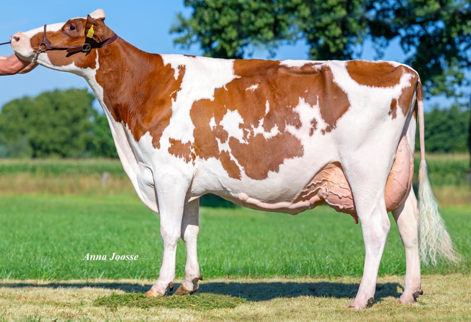 Bertha 193 (s. Listrotto), dam of Lowlands Solaris
