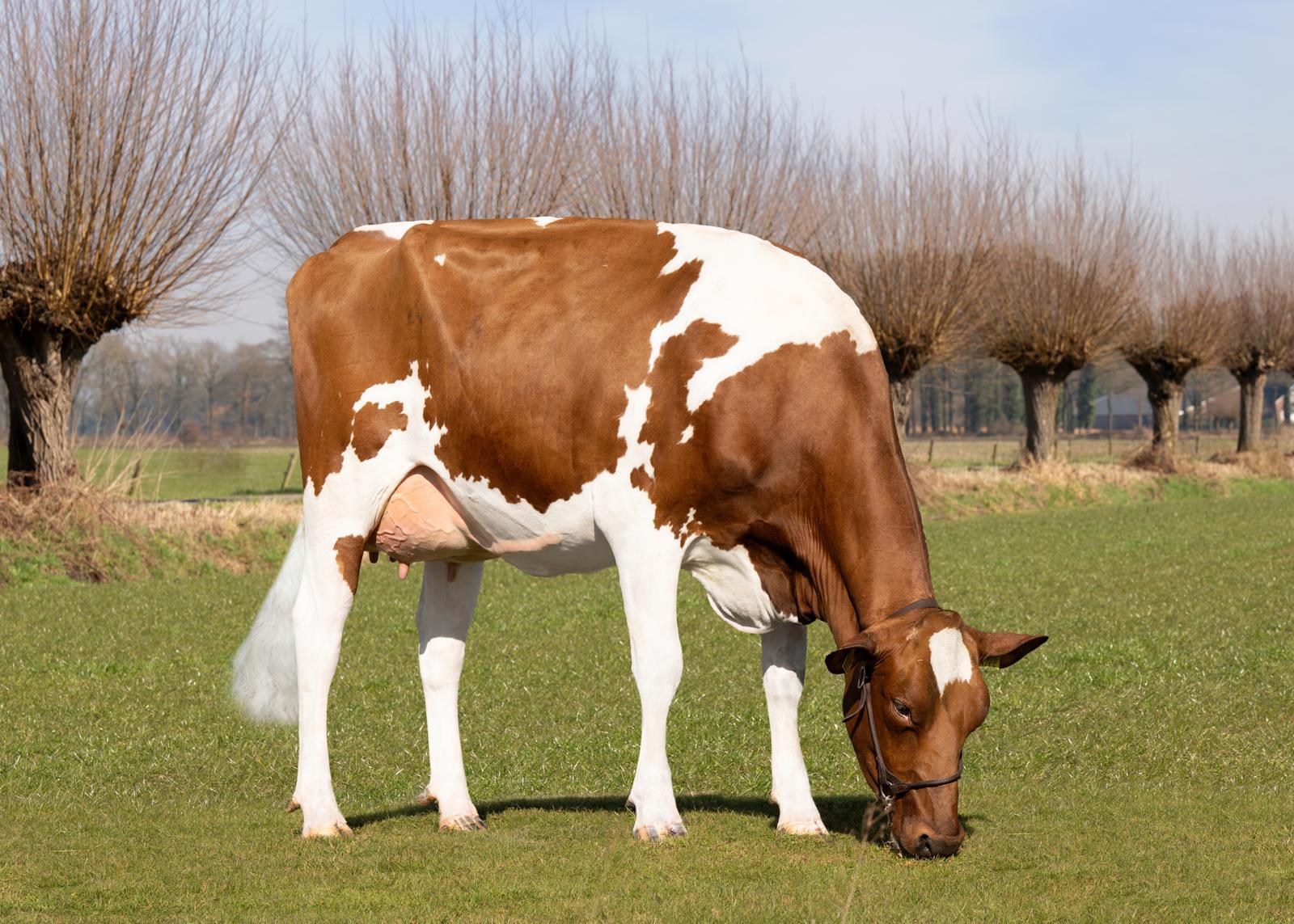 Betsie 463 (v: Eloy RF) eig.: Mts J.W. & E. & J.D. te Biesebeek, Eiberge