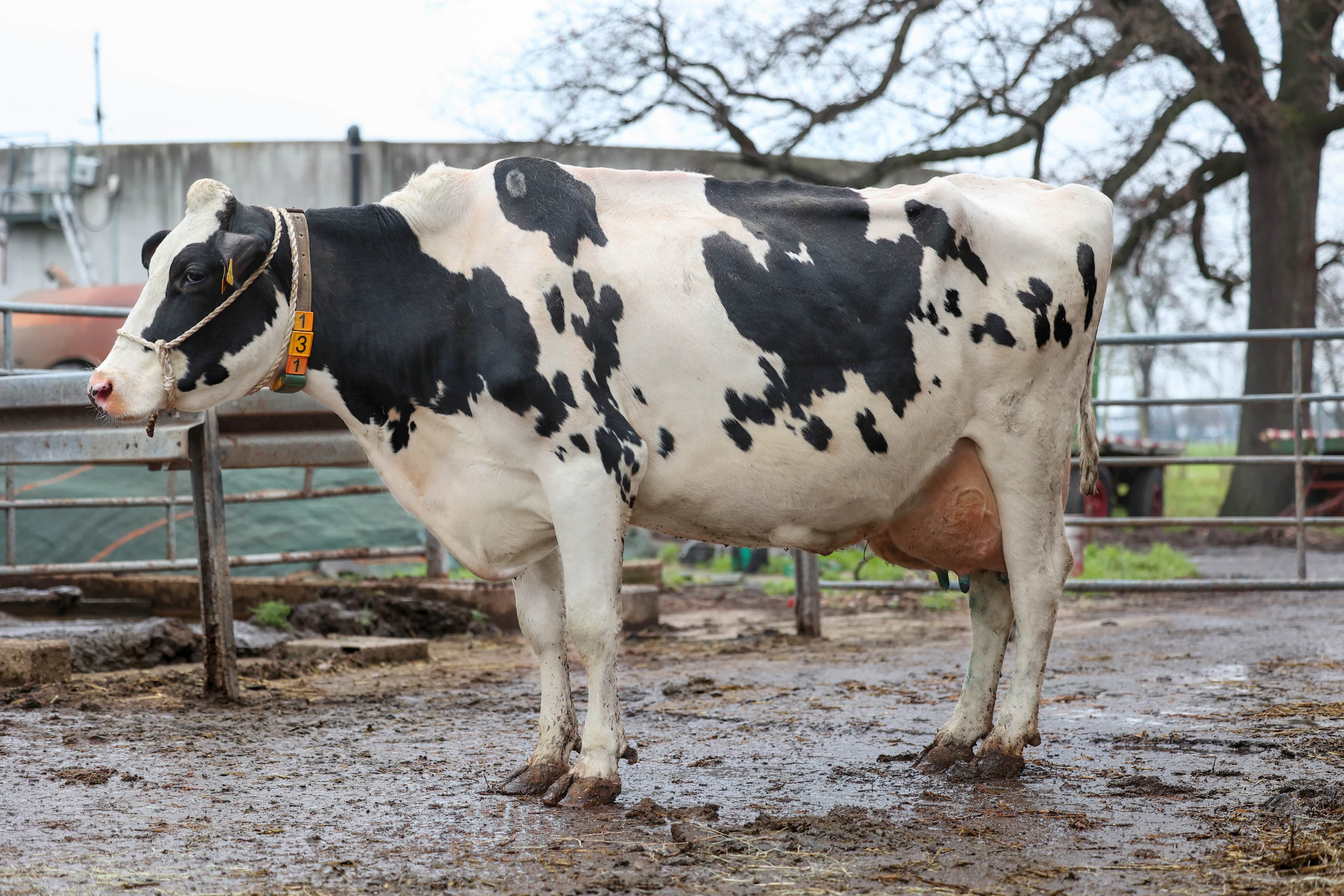 Diese typische G-Force- Tochter mit schon über 40.000 kg Lebensleistung zeigt die typischen Merkmale wie den großgewachsenen, milchbetonten Körper.