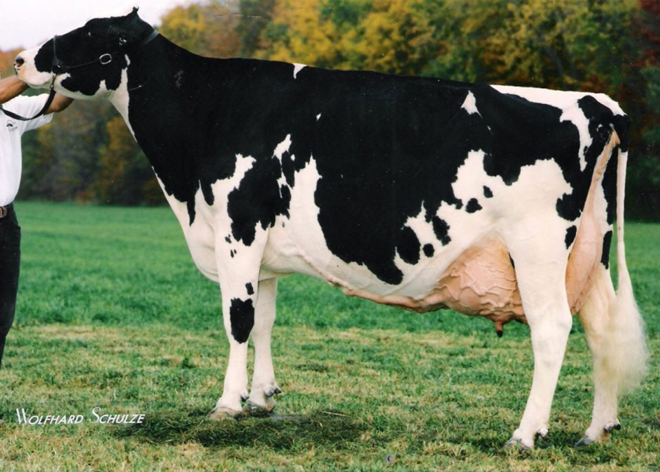 Stookey Elm Park Blackrose RC (EX-96), stammoeder van VVH Racoon