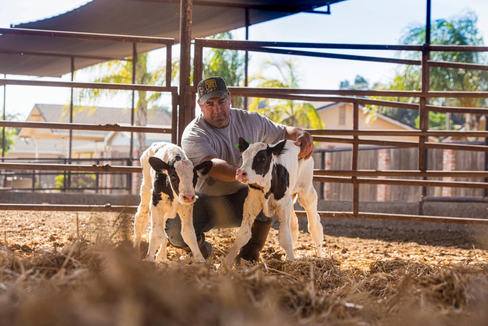Smart breeding doubles the benefits of  genomic testing